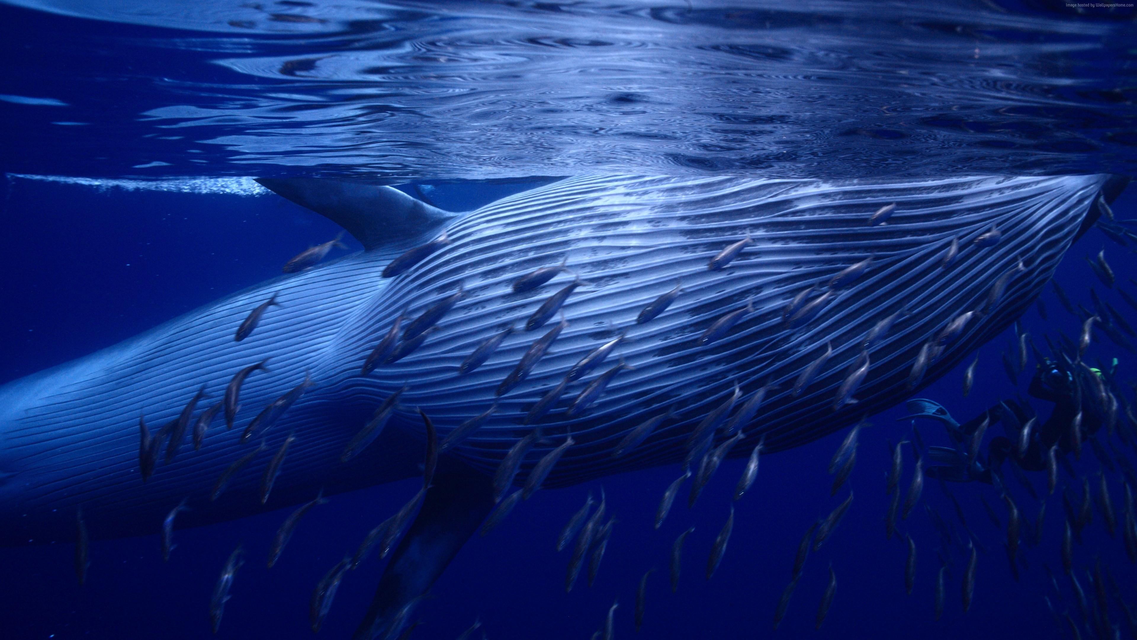 В Мексиканском заливе обнаружили новый вид усатых китов