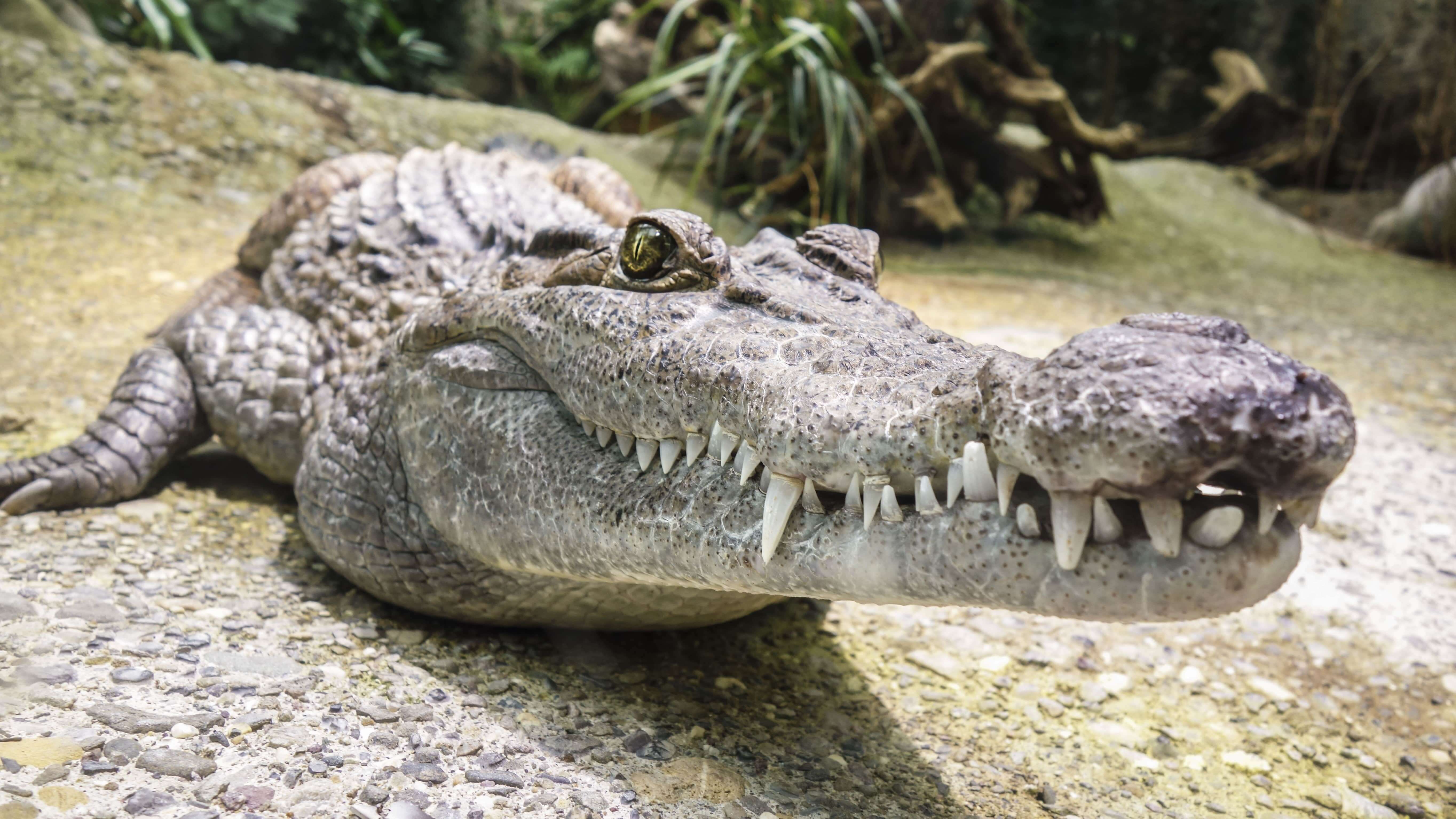 Исследователи объяснили, почему крокодилы так мало изменились со времен динозавров