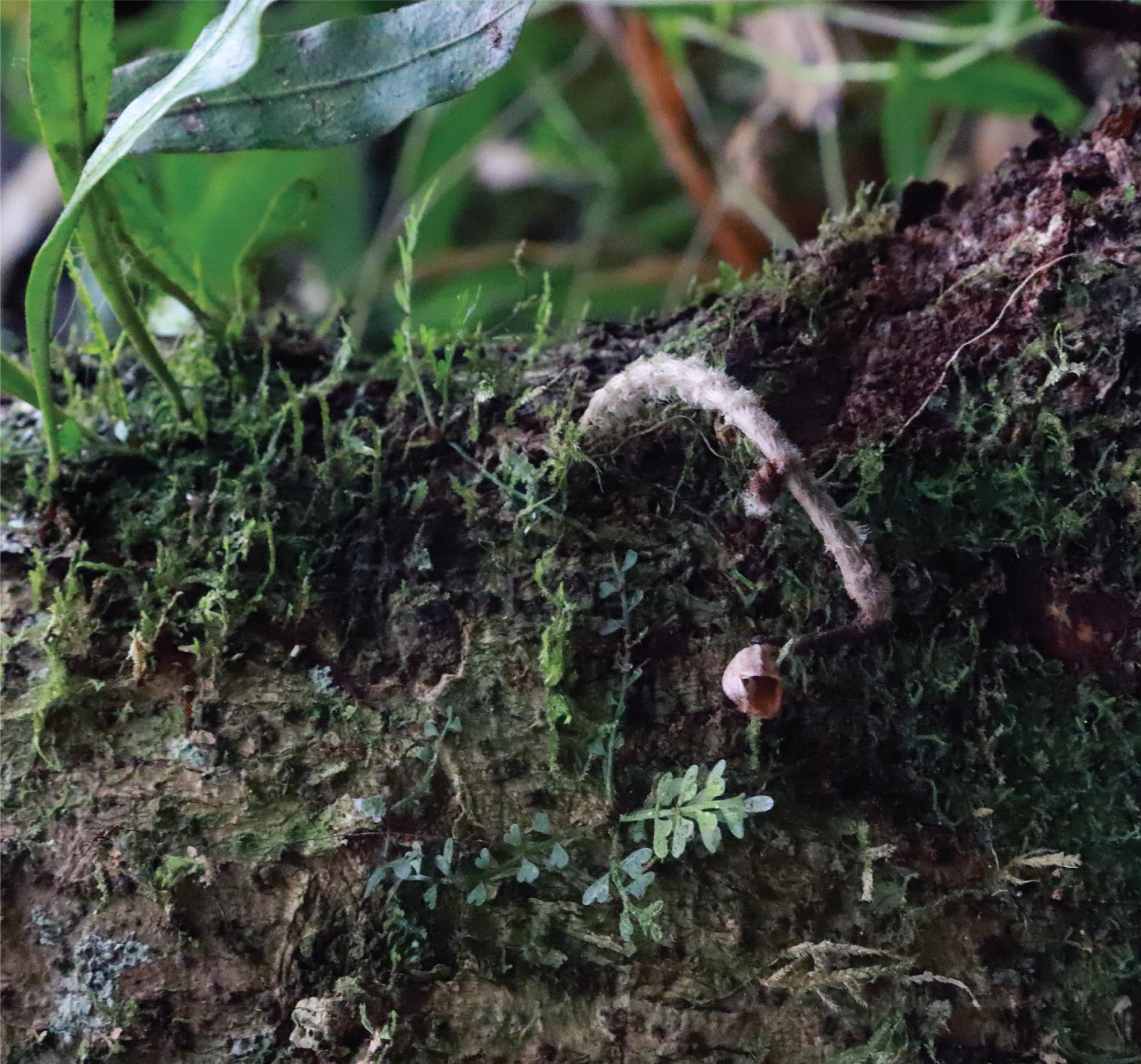 Ботаники описали новый вид подземных орхидей с Мадагаскара