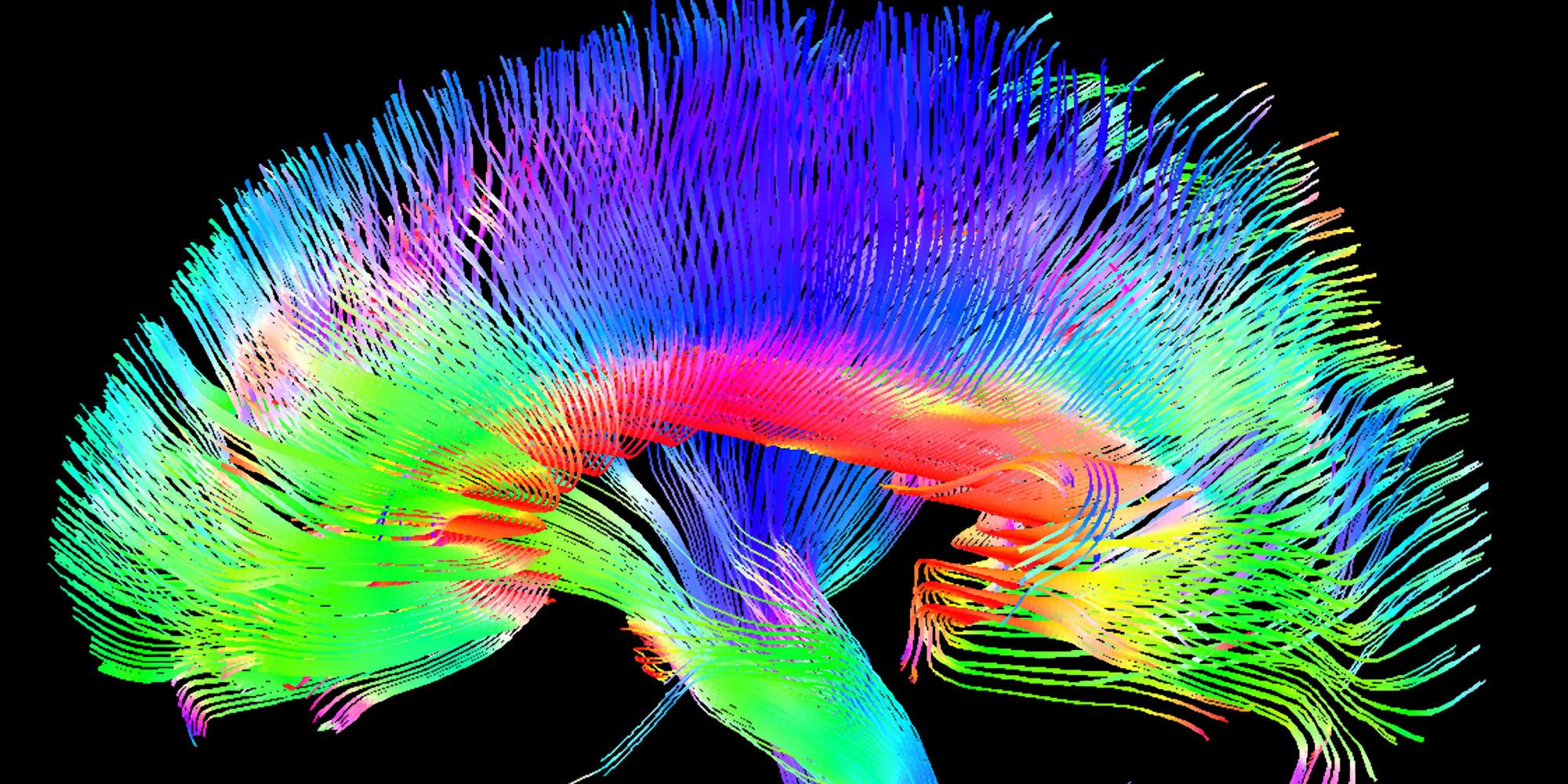 Искусственный интеллект улучшит изучение нейронных связей мозга