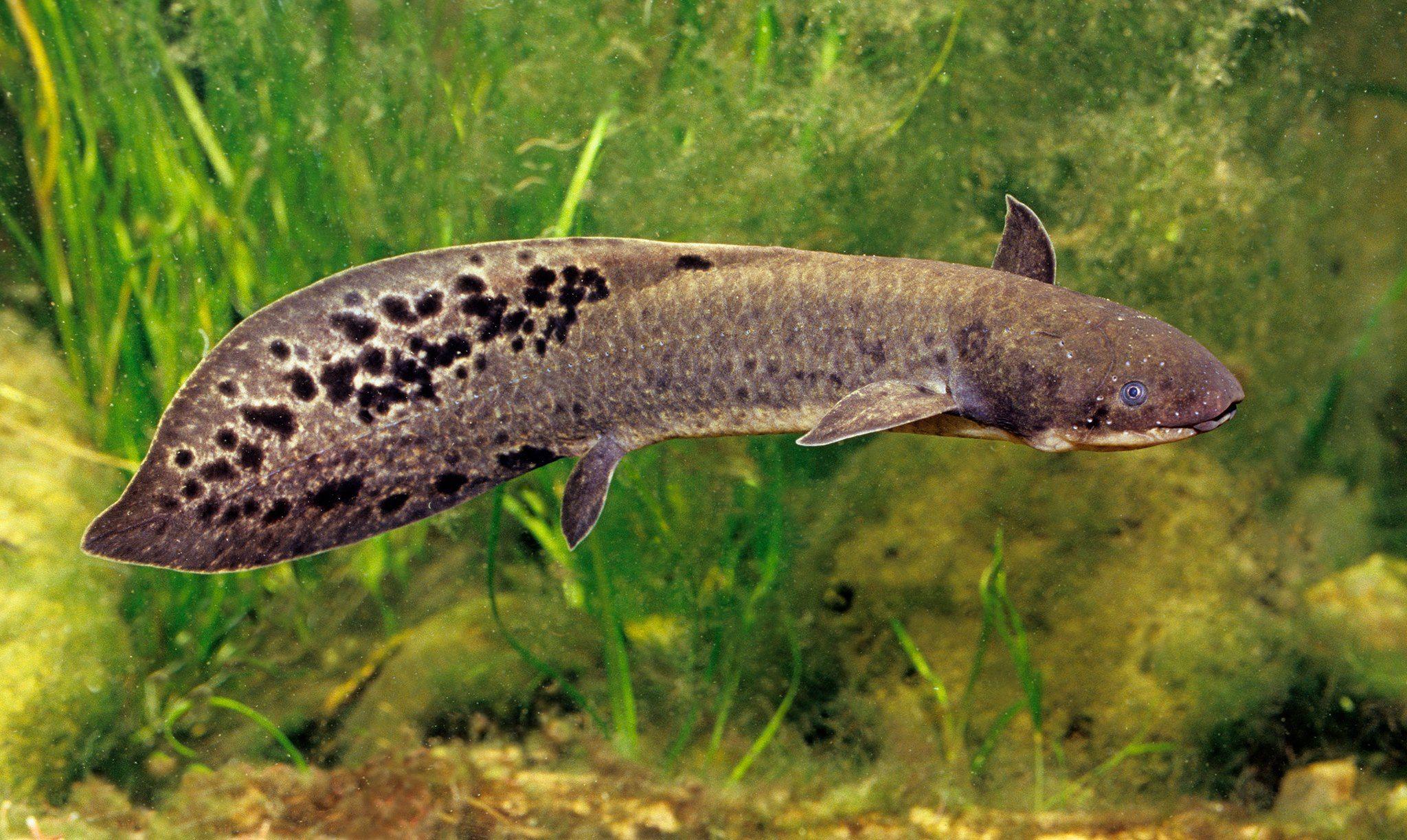 Прочтён геном «переходного звена» между рыбами и земноводными