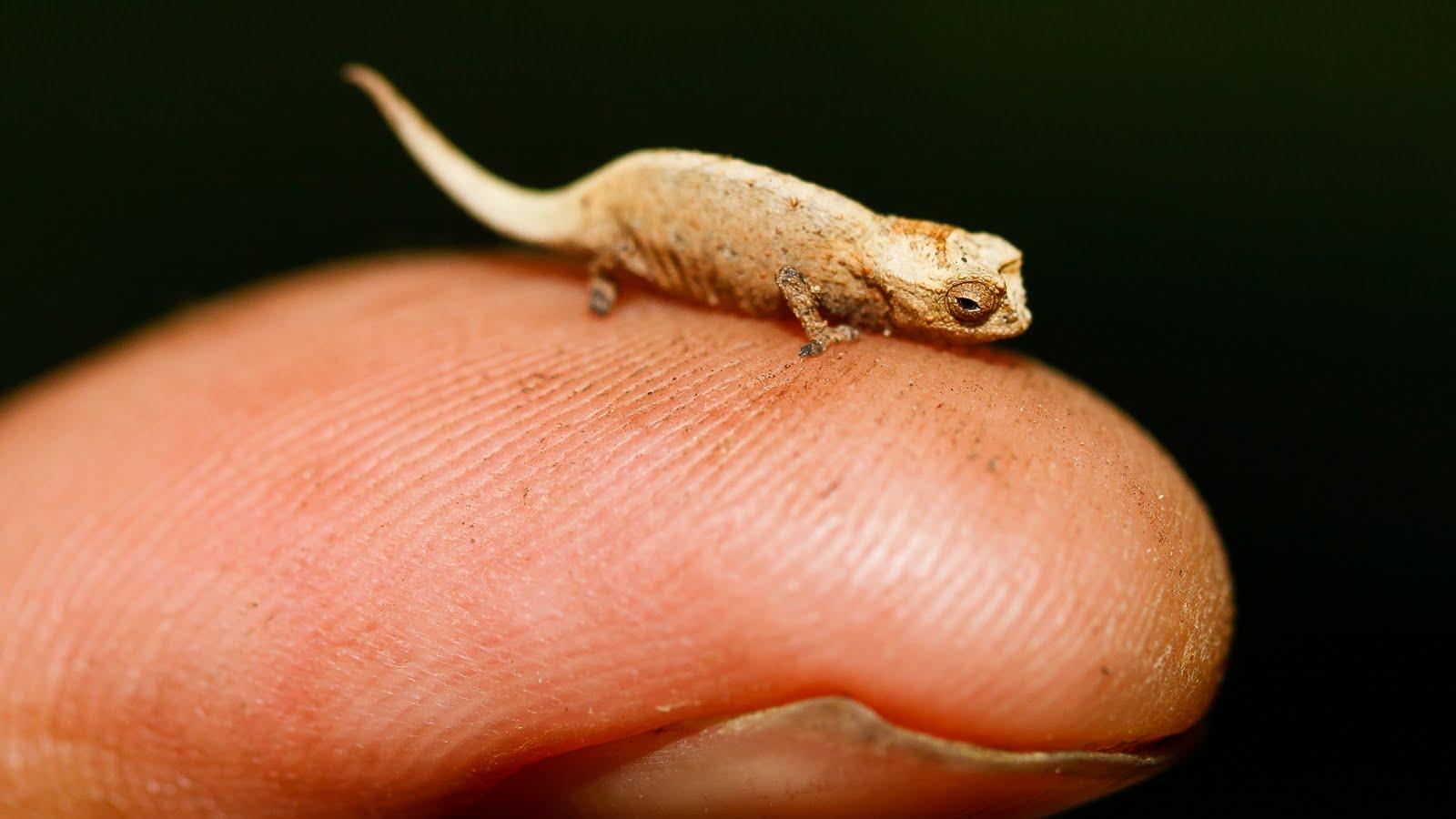 «Нанохамелеоны» Brookesia nana поставили рекорд по миниатюризации рептилий