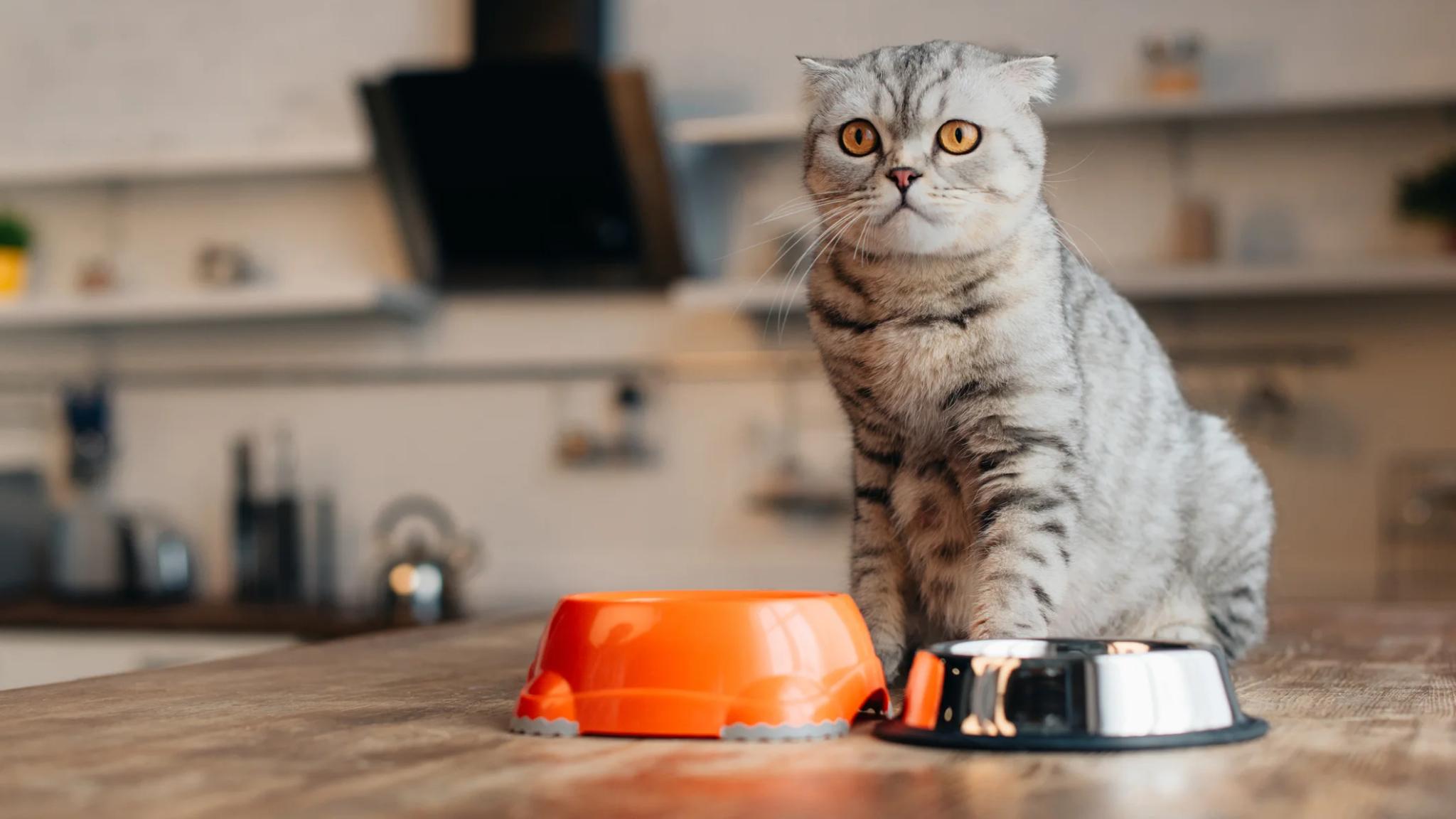 Почему кошки привередливы в еде