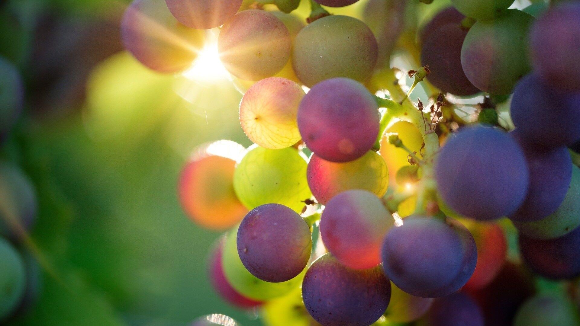 Виноград оказался защитником кожи от ультрафиолета