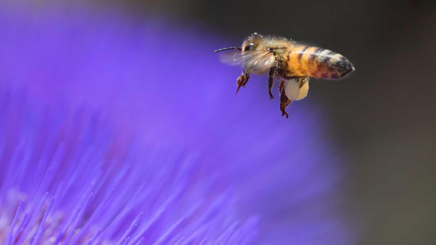Пчелы оценили количество объектов при помощи нечисловых параметров