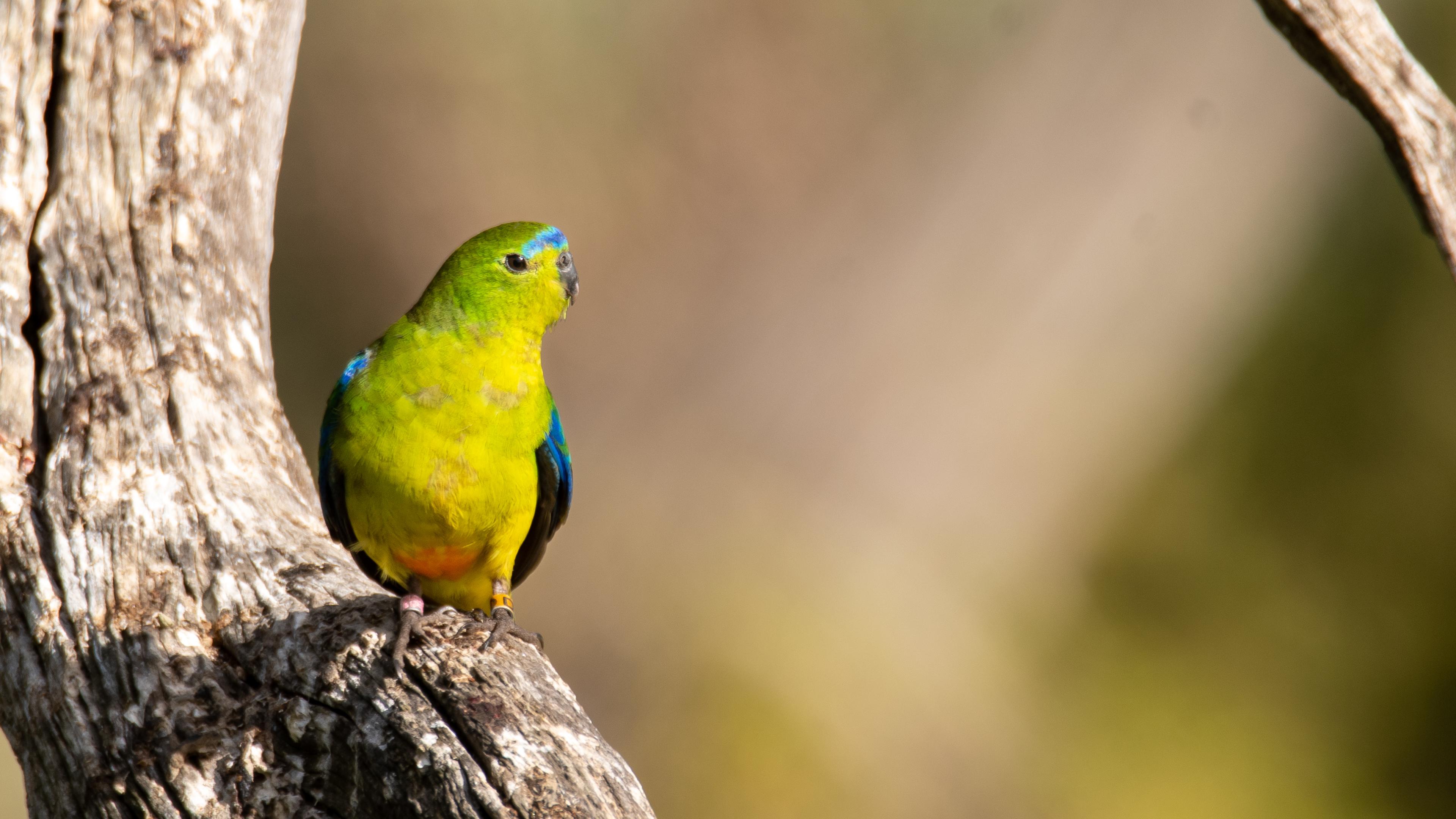 Редчайшие золотистобрюхие травяные попугайчики вывели рекордное количество птенцов