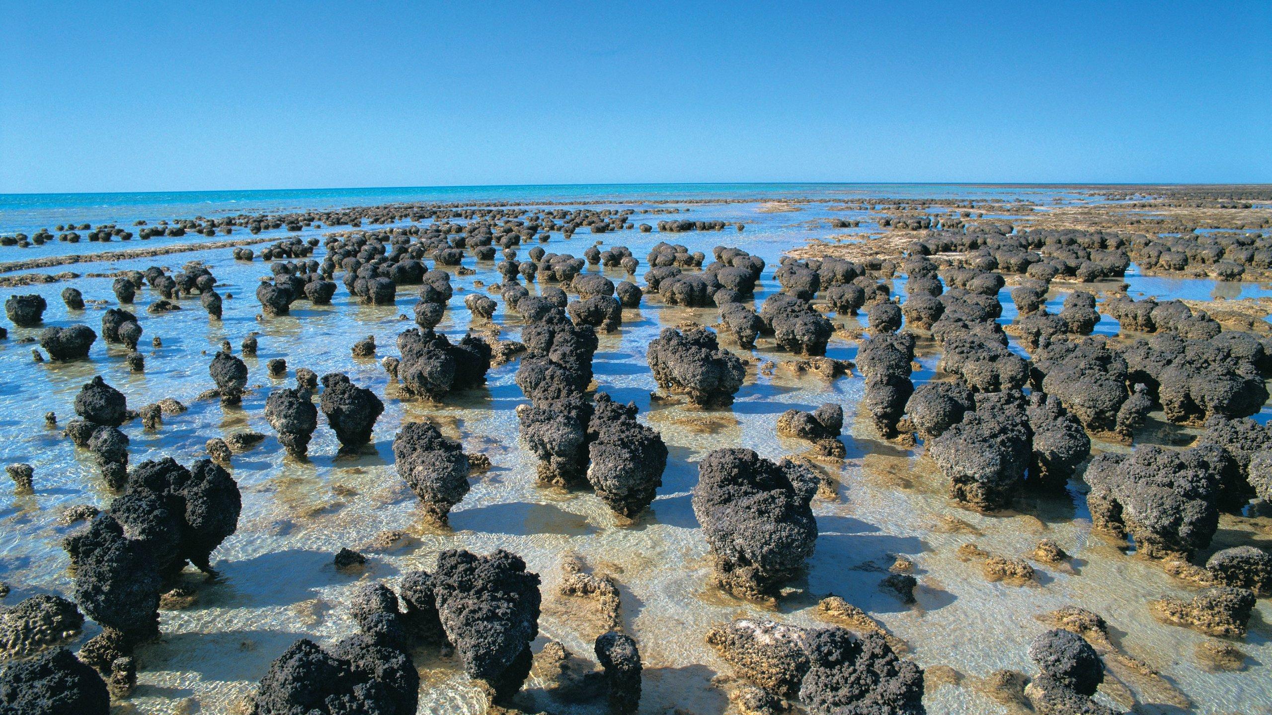 Строматолиты могли появиться на Земле благодаря вирусам