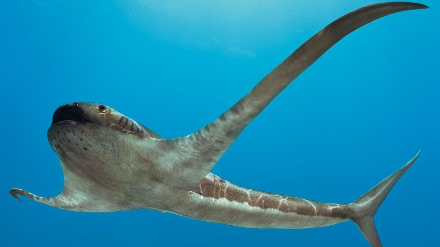Орлиную акулу назвали меловым аналогом скатов-мант