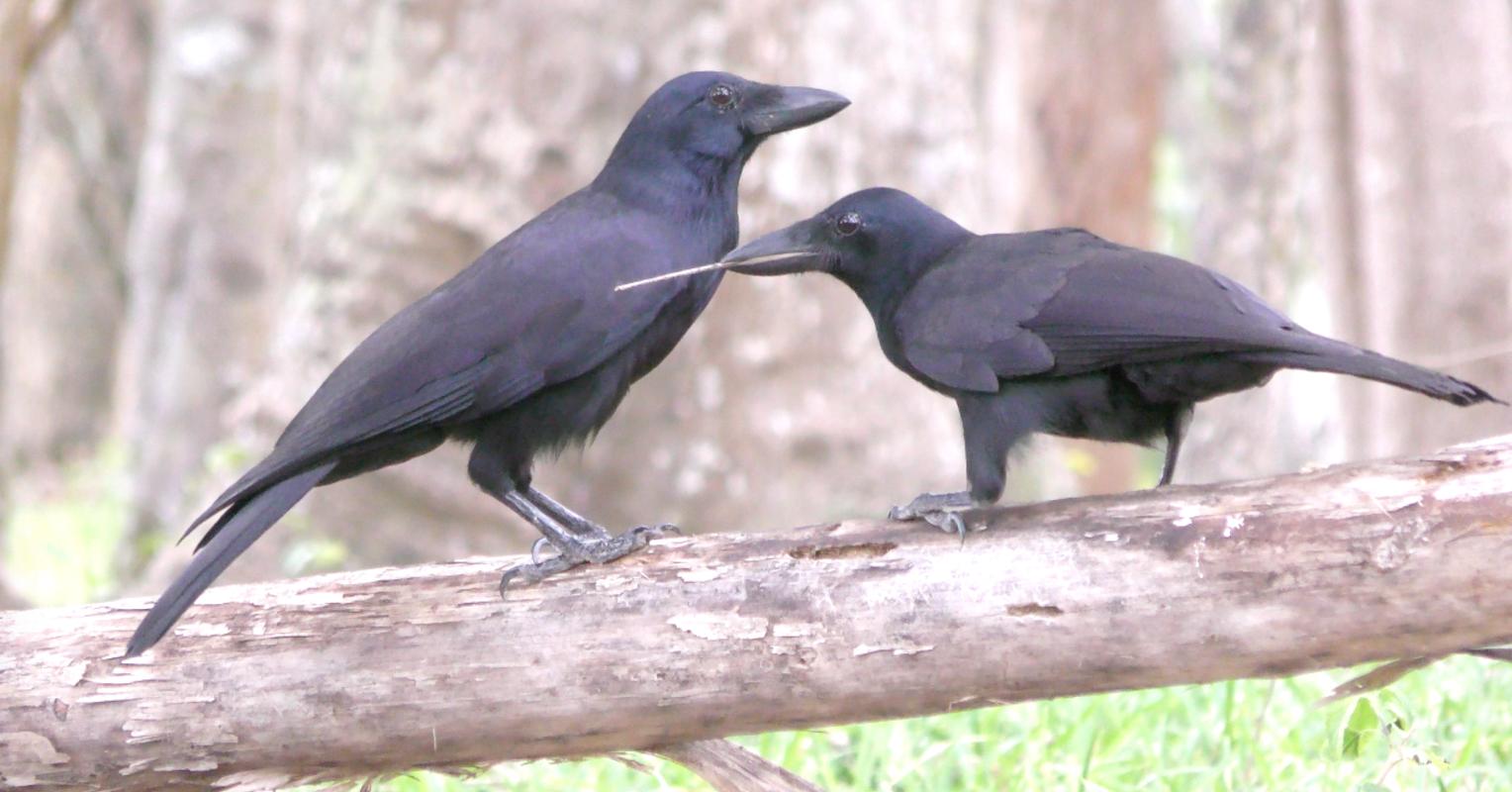 Corvus moneduloides