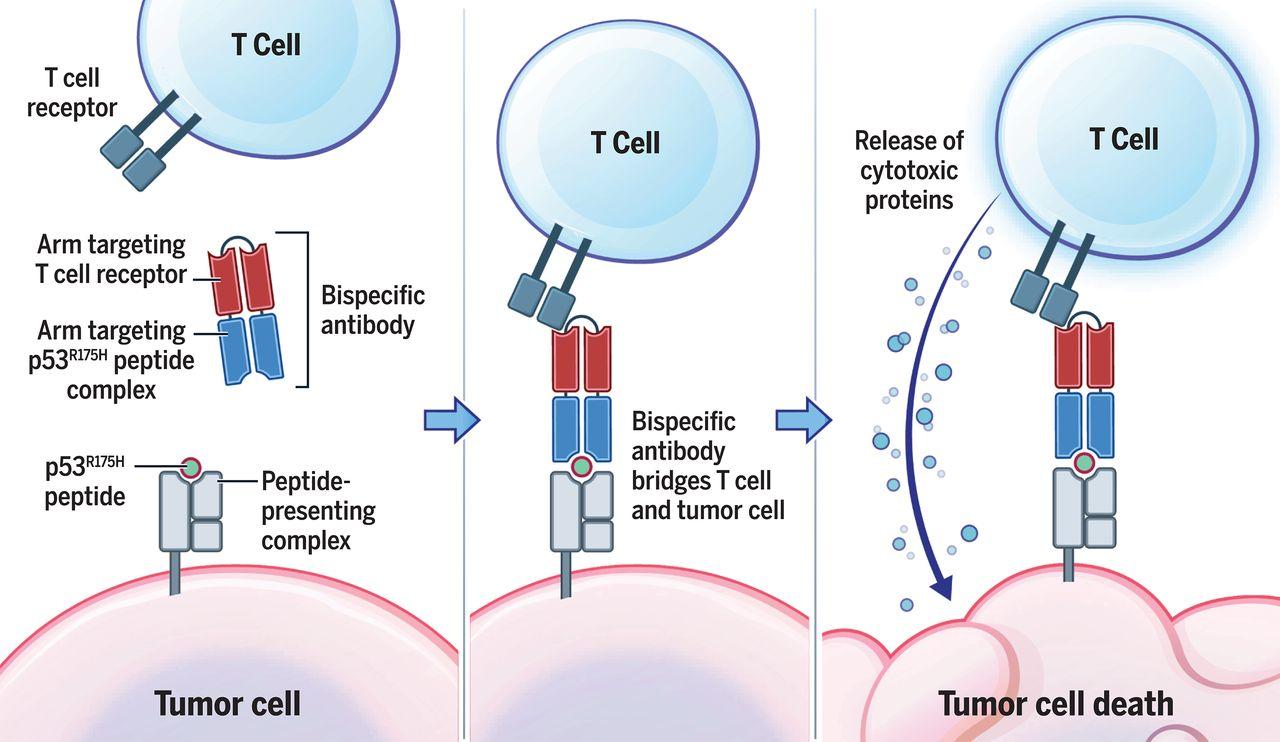 Антитела опознали раковые клетки с распространенной мутацией по замене одной аминокислоты