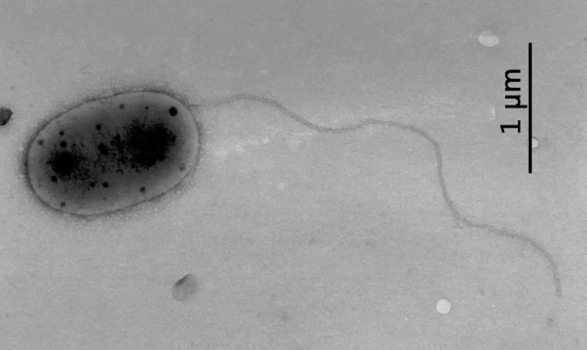 На МКС нашли неизвестные микробы