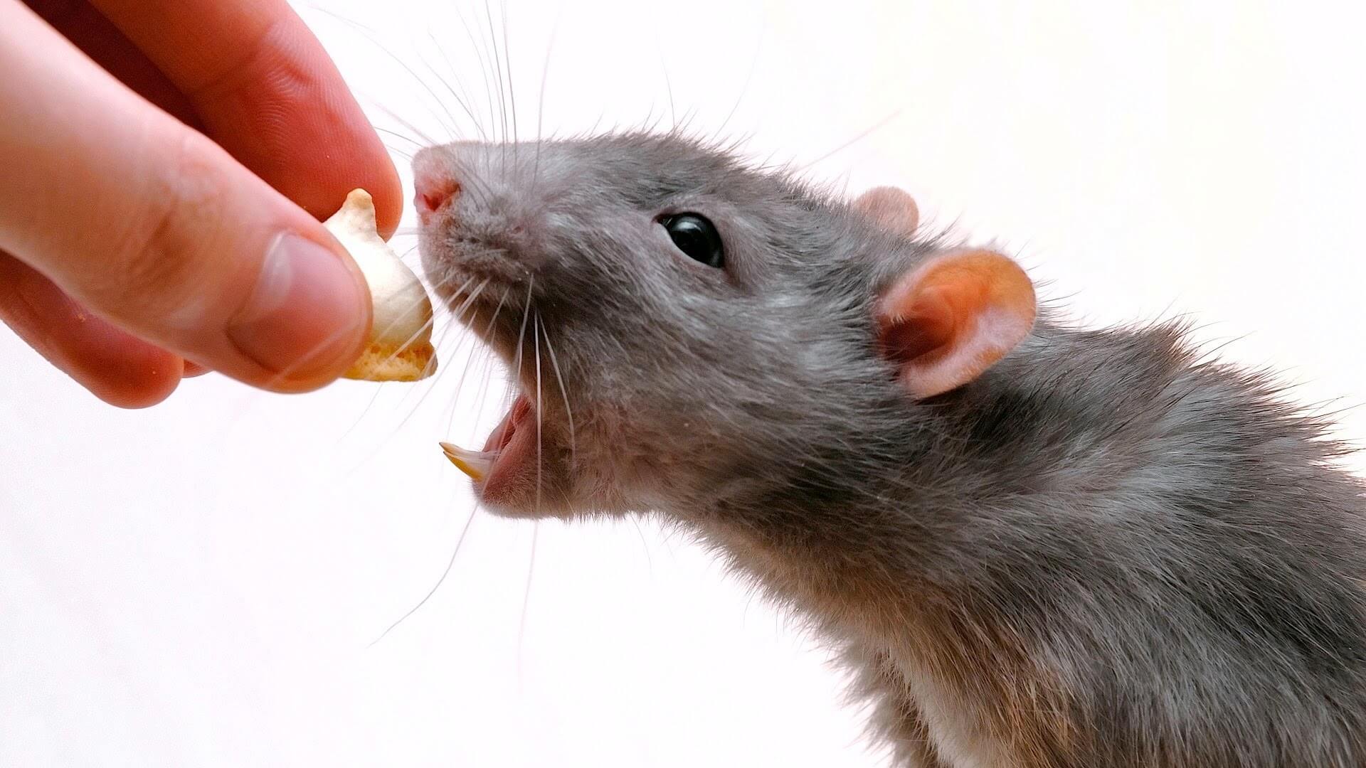 Моноклональные антитела помогли вырастить у мышей недостающие зубы