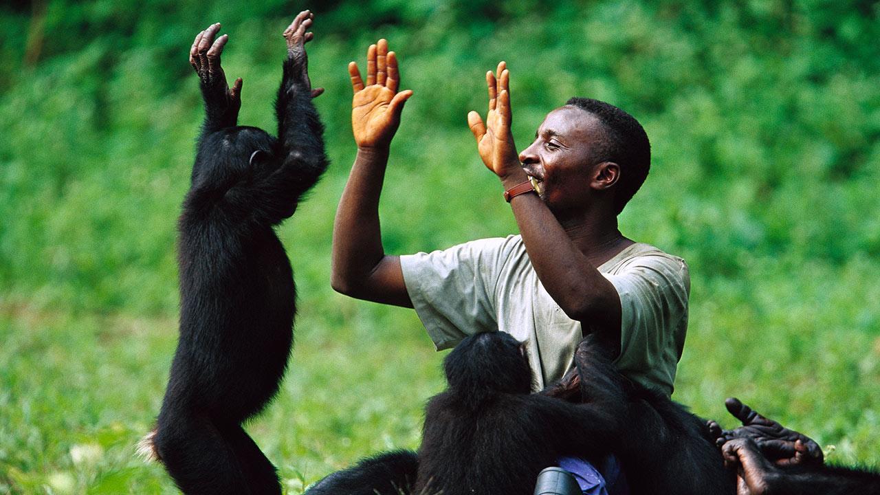 Гены человека и шимпанзе работают по-разному
