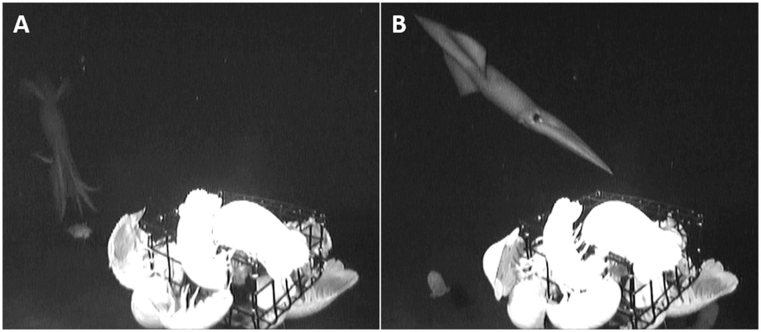 Биологи получили редкие кадры гигантских глубоководных кальмаров