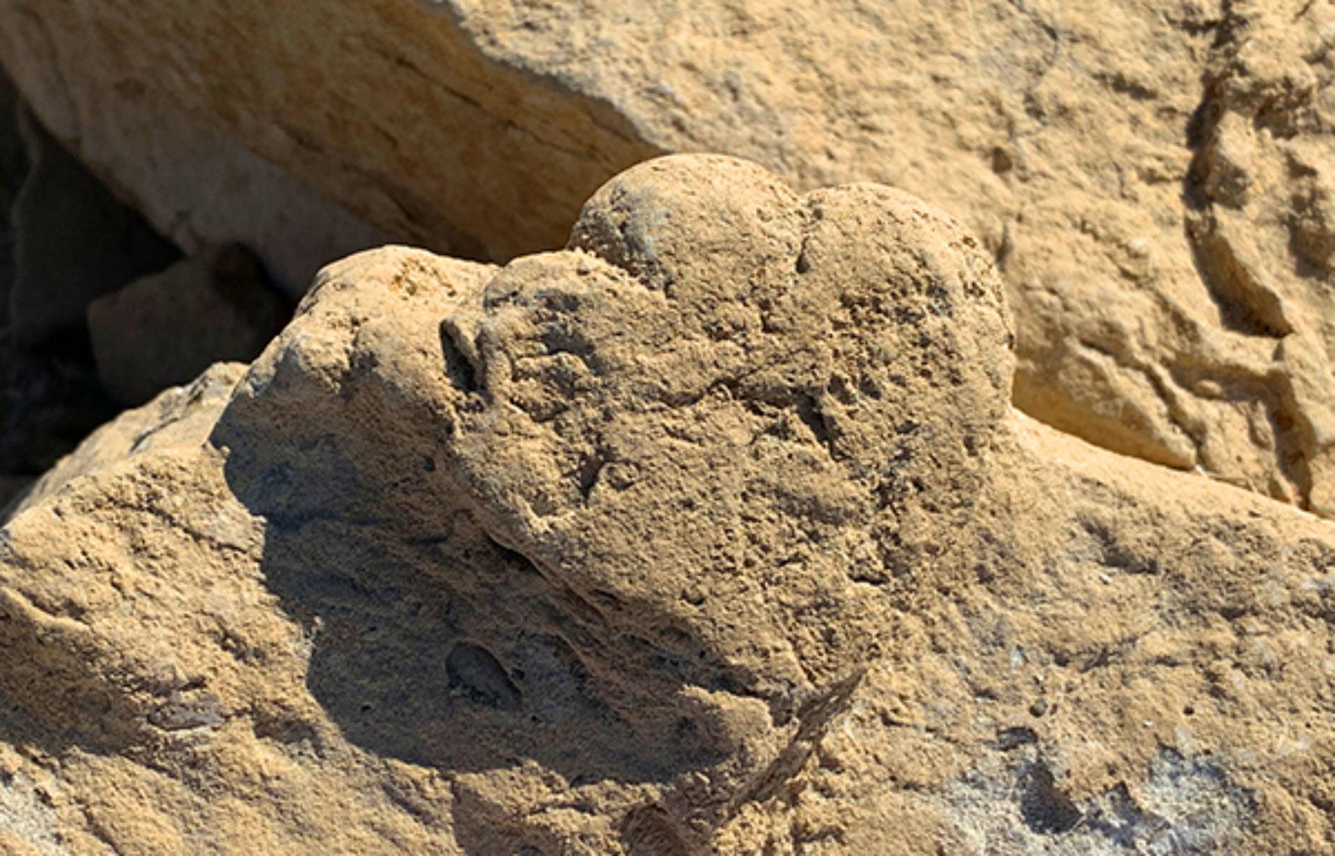 Ученые обнаружили следы миниатюрного стегозавра