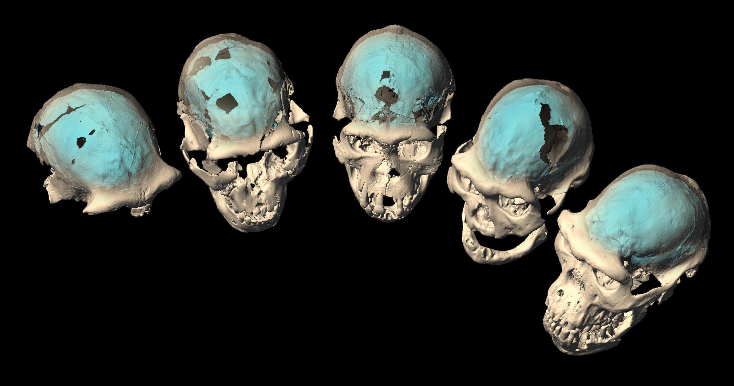 Устройство мозга древнейших людей оказалось ближе к обезьяньему
