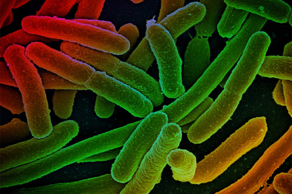Мутации, связанные с изменением метаболической активности, помогают бактериям противостоять антибиотикам