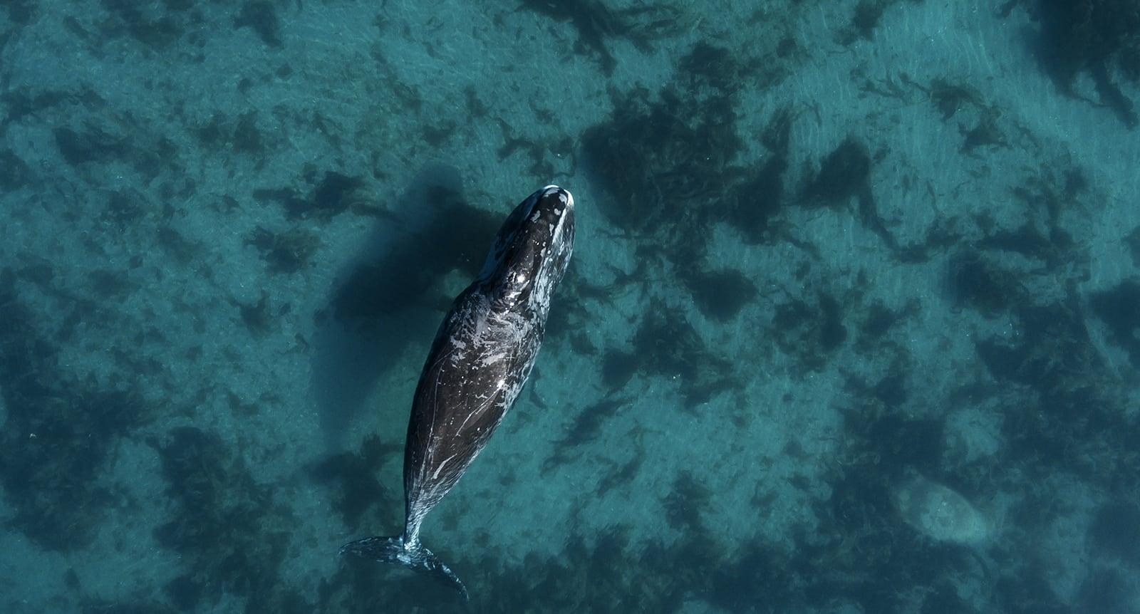 Отказавшиеся мигрировать на зиму киты возвестили о разрушении экосистемы Арктики