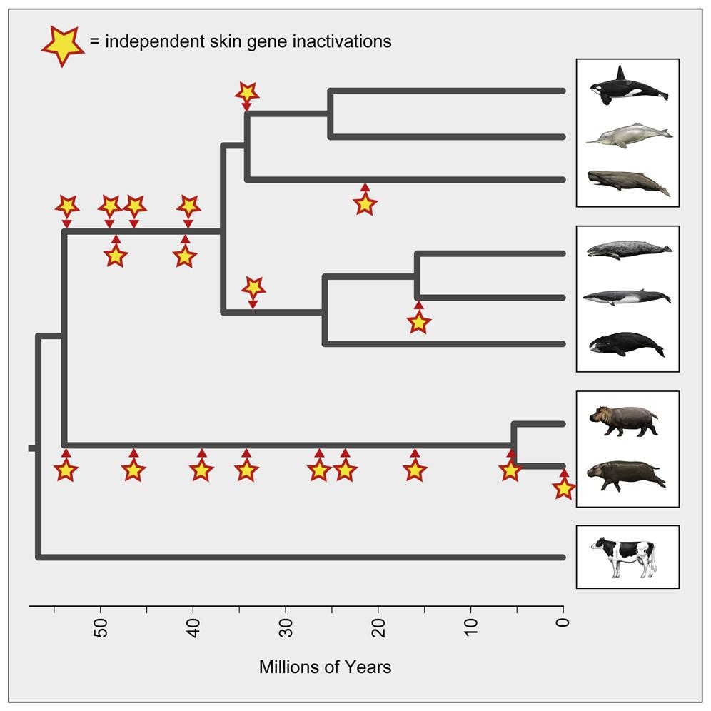 Общий предок китов и бегемотов был сухопутным, а не земноводным