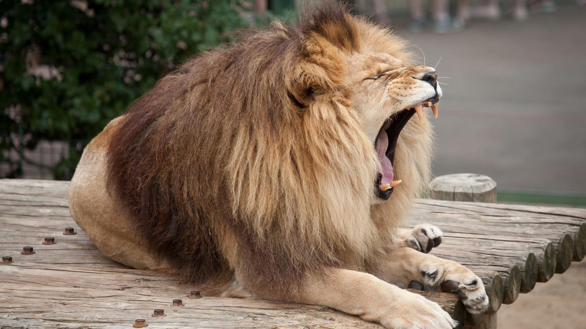 Львы помогли уточнить роль «заразительной» зевоты