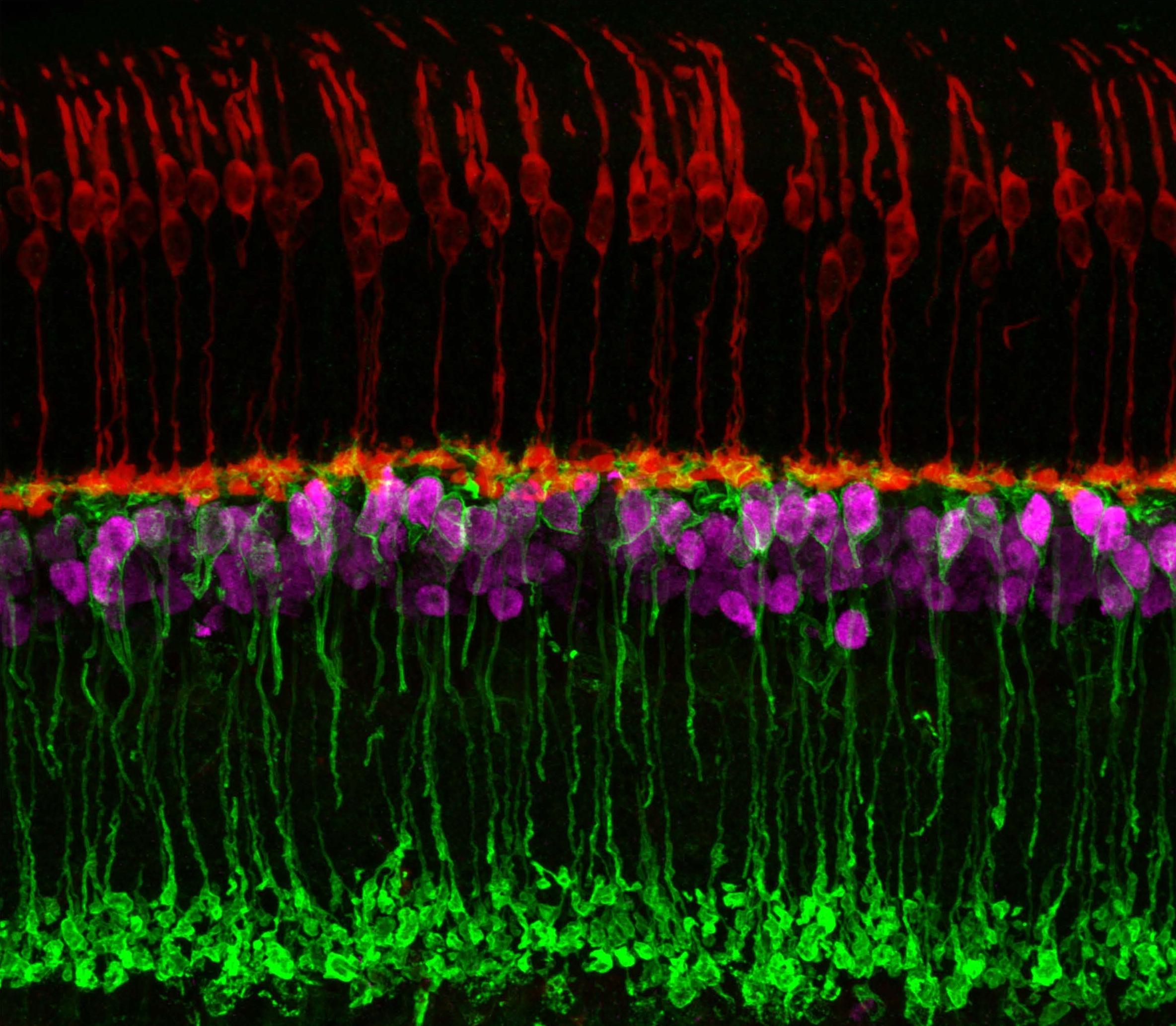 Человеческие клетки вернули мышам зрение