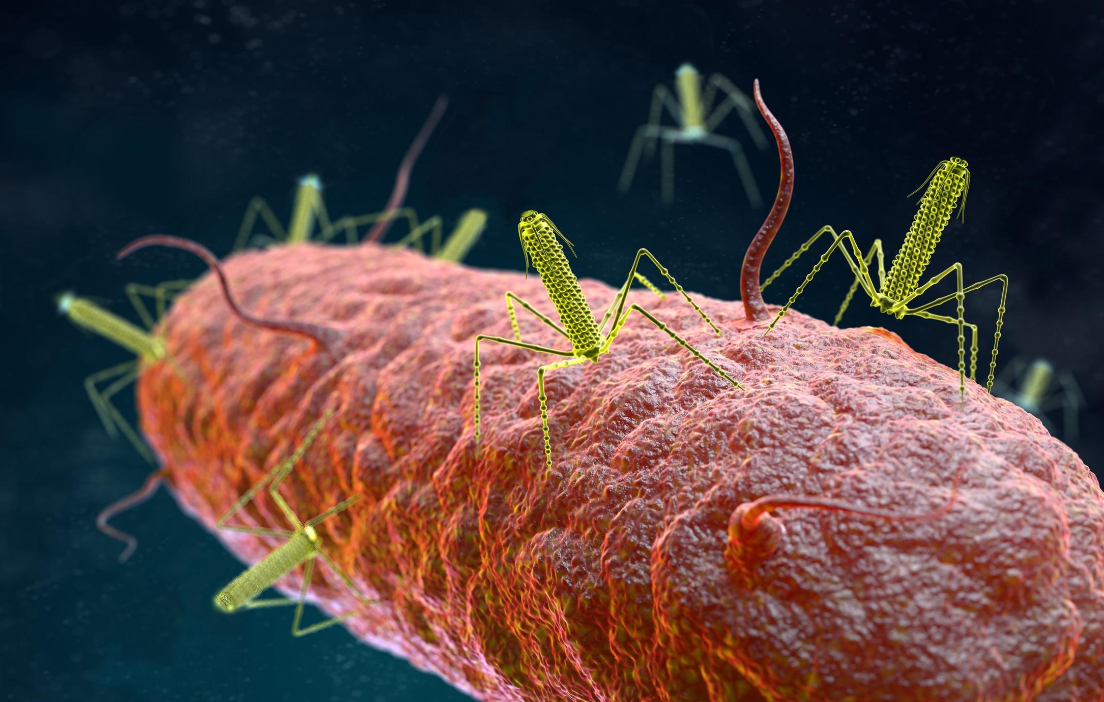 Тейлоцины — самонаводящееся «оружие»‎ бактерий