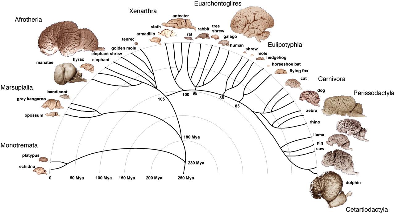 Биологи проследили изменения размеров мозга млекопитающих за 150 миллионов лет