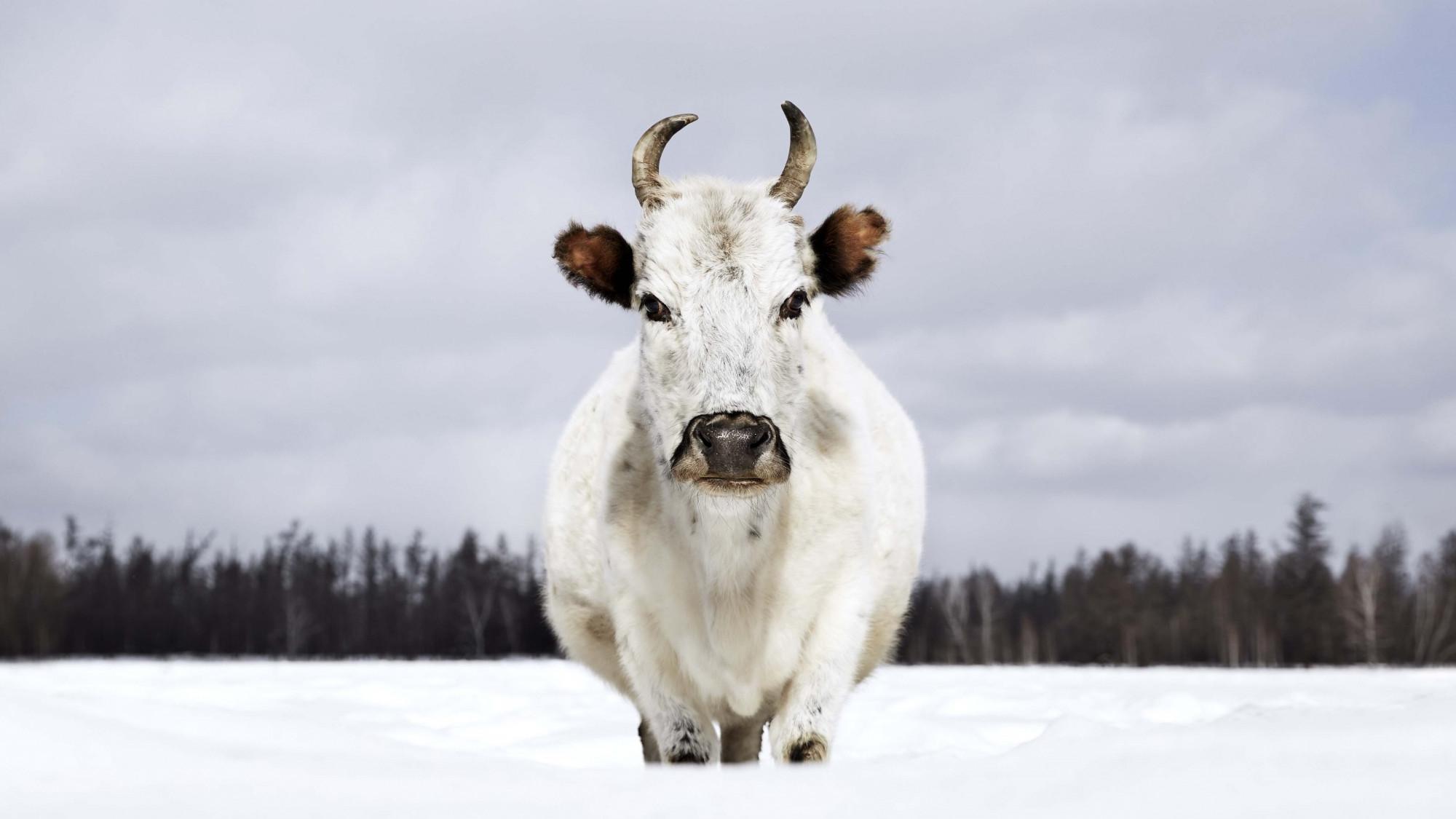 В генах якутских коров нашли африканский след