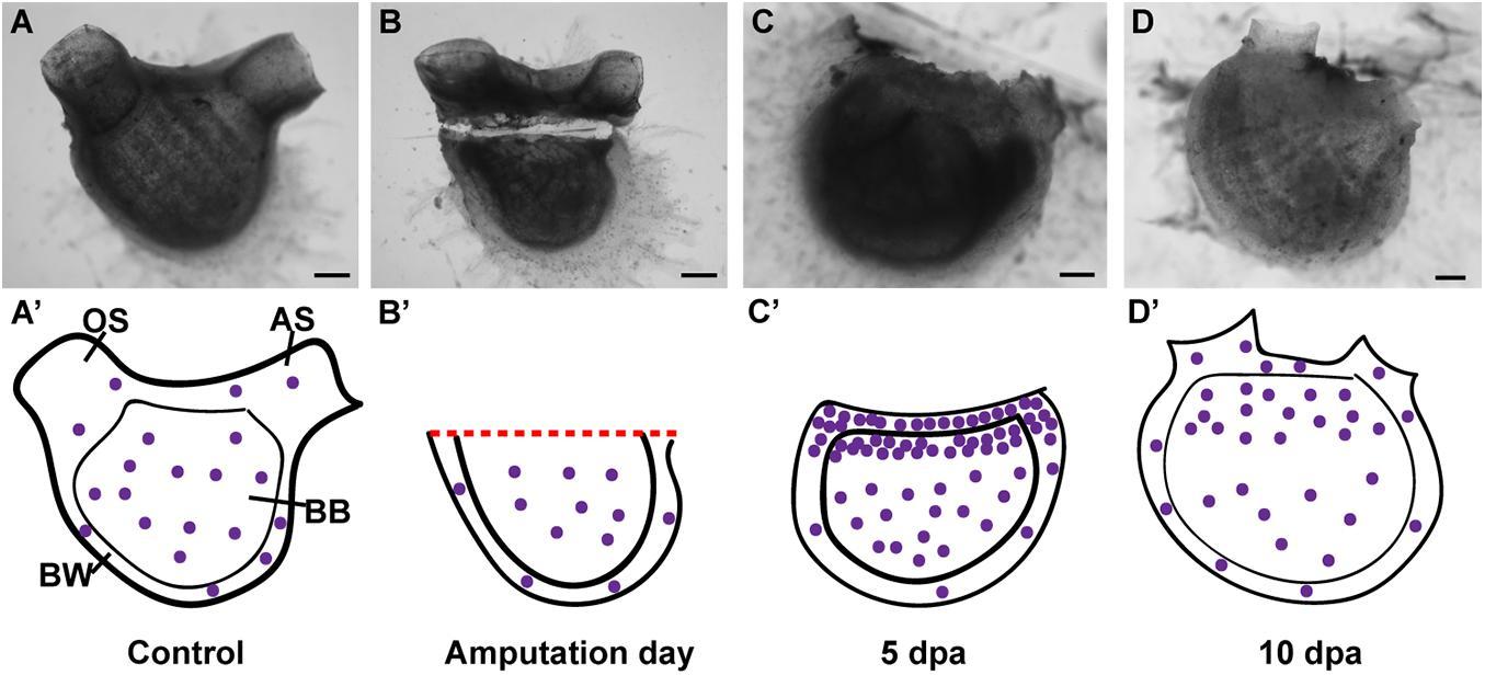 Асцидии Polycarpa mytiligera оказались способны регенерировать большие участки тела