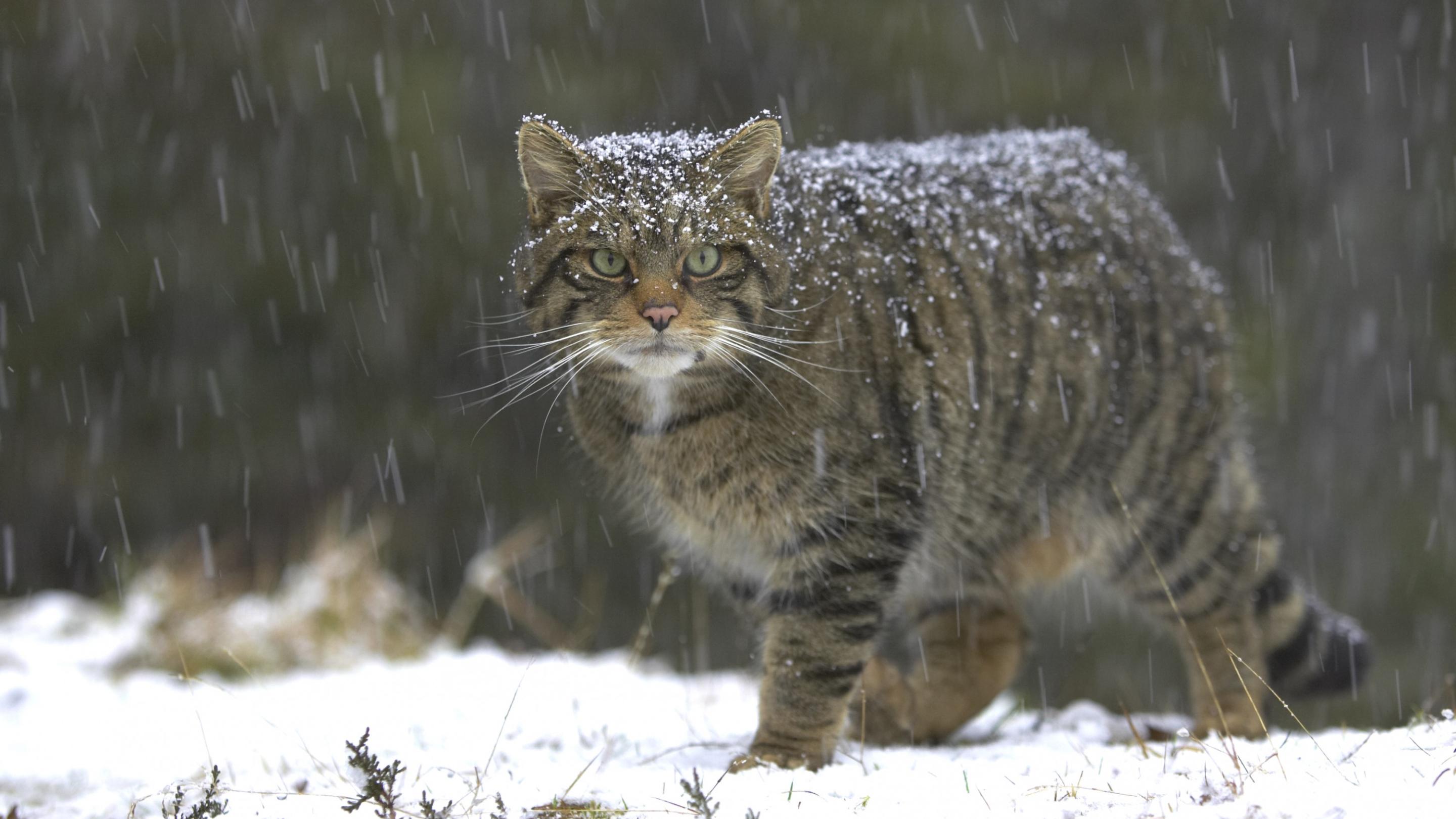 Лесные коты вернутся в Англию и Уэльс спустя 200 лет отсутствия