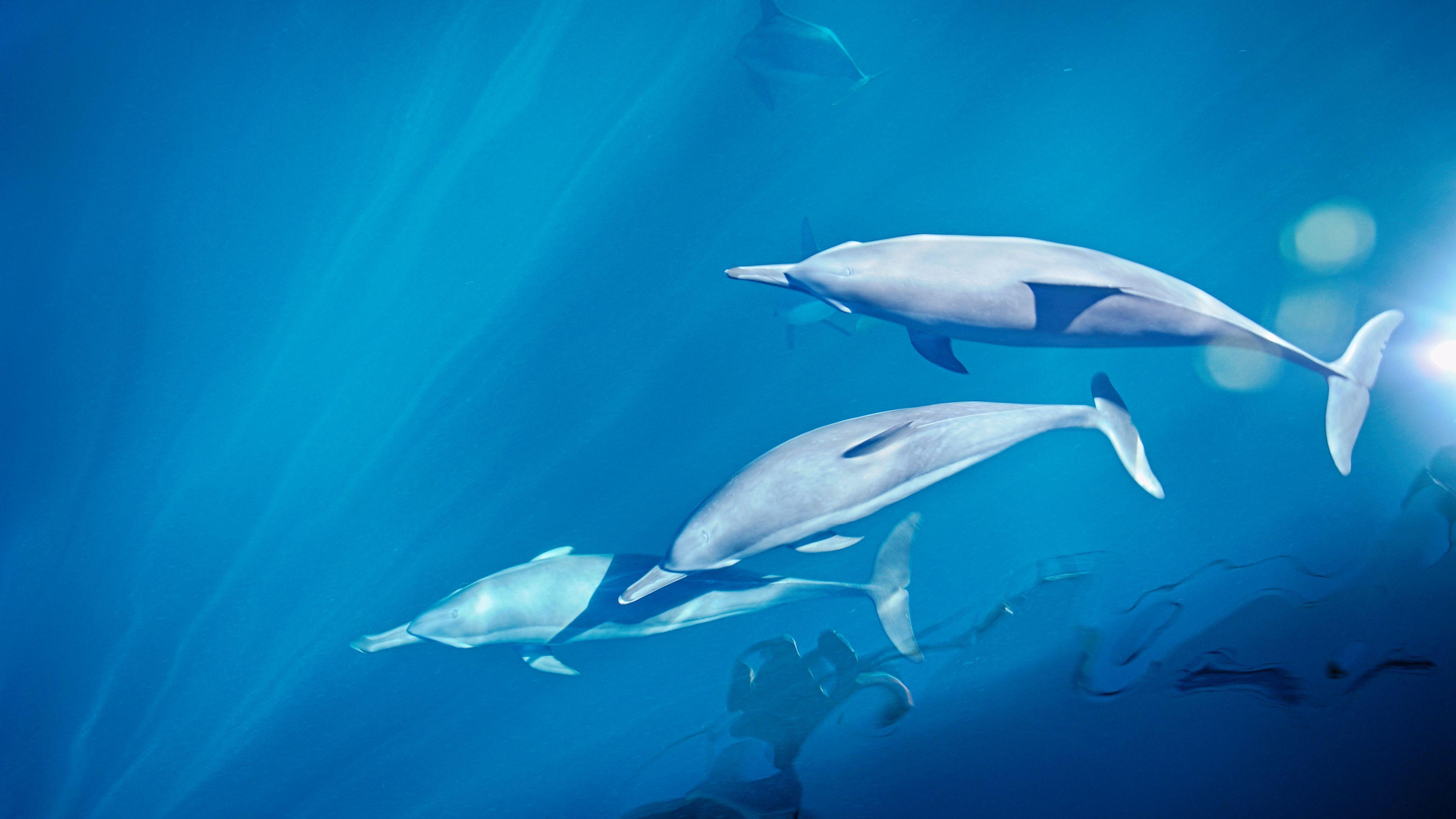 Австралийские дельфины-афалины включили себя в большие команды