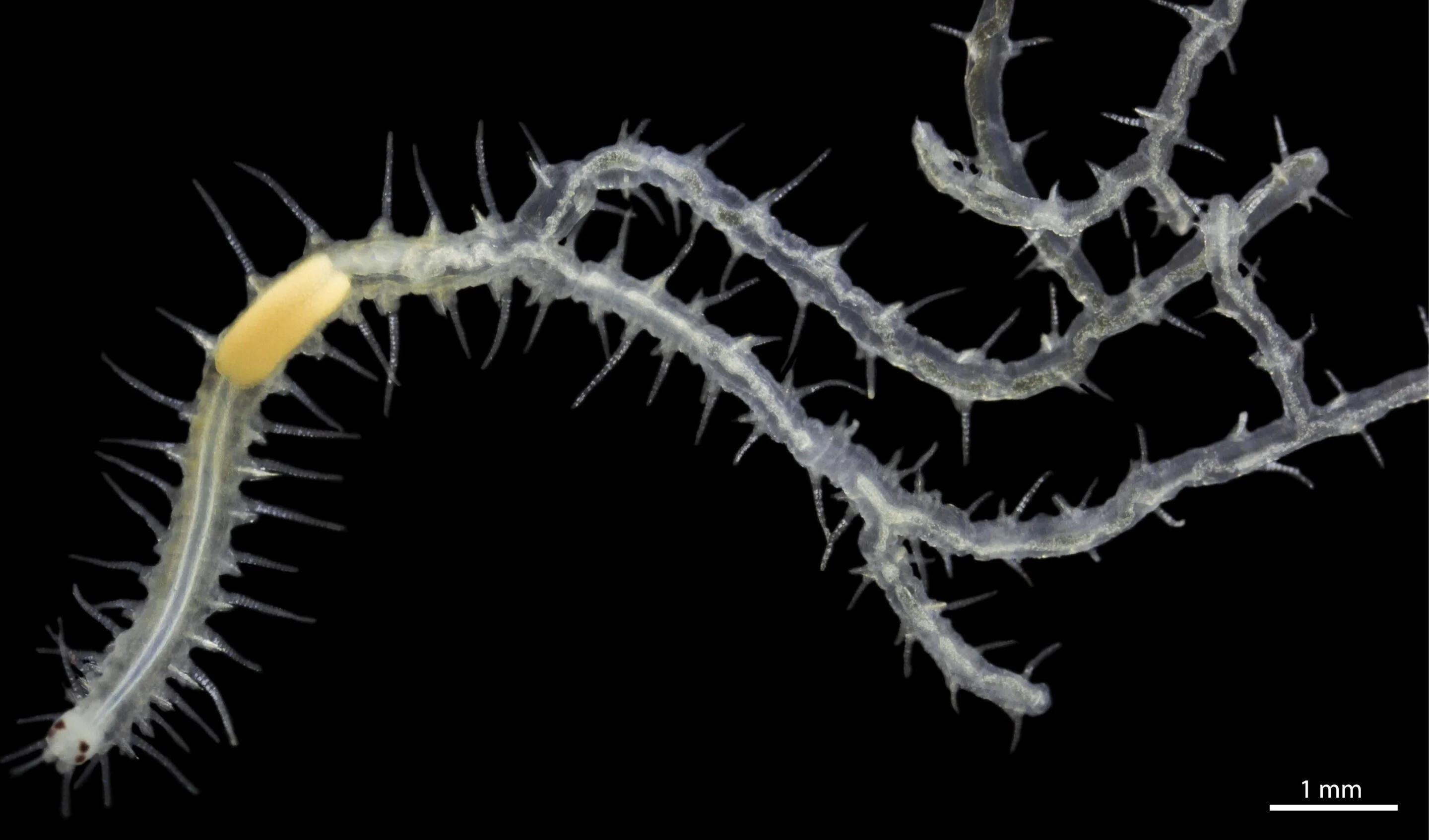 Биологи изучили анатомию ветвящихся червей Ramisyllis multicaudata