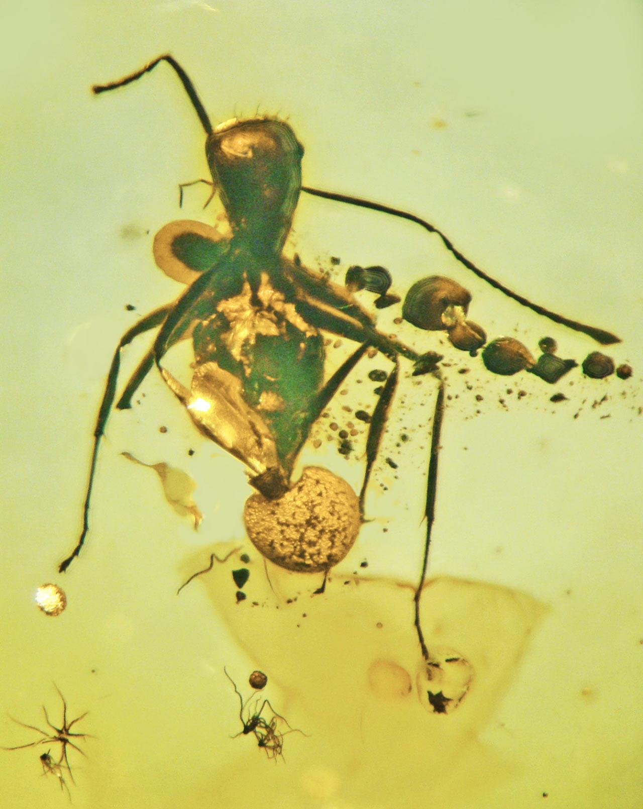 В балтийском янтаре обнаружили паразитирующий на муравьях гриб