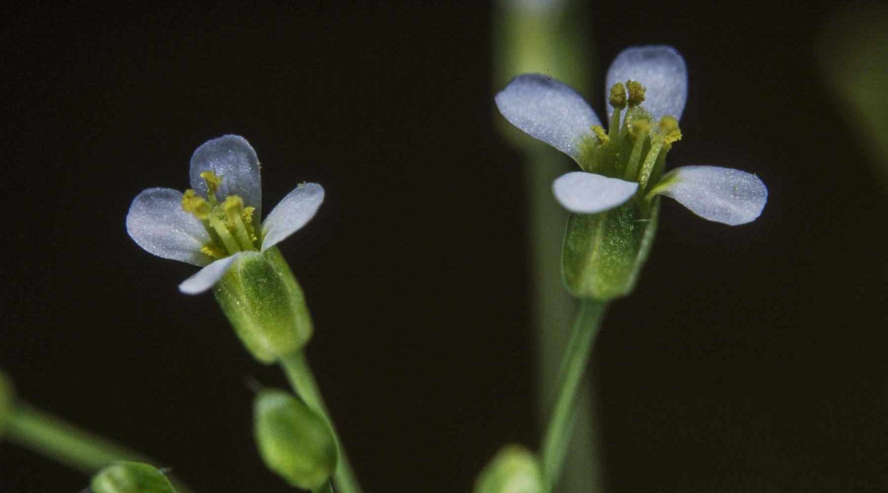 Ботаники обнаружили новый орган растений