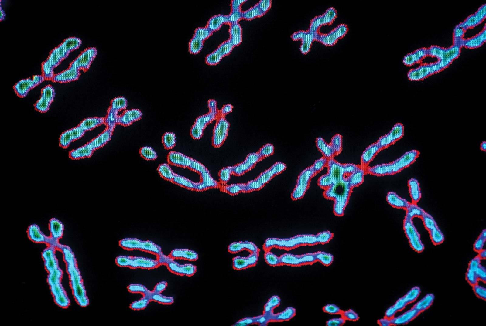 Клетки упаковывают хромосомы разными способами