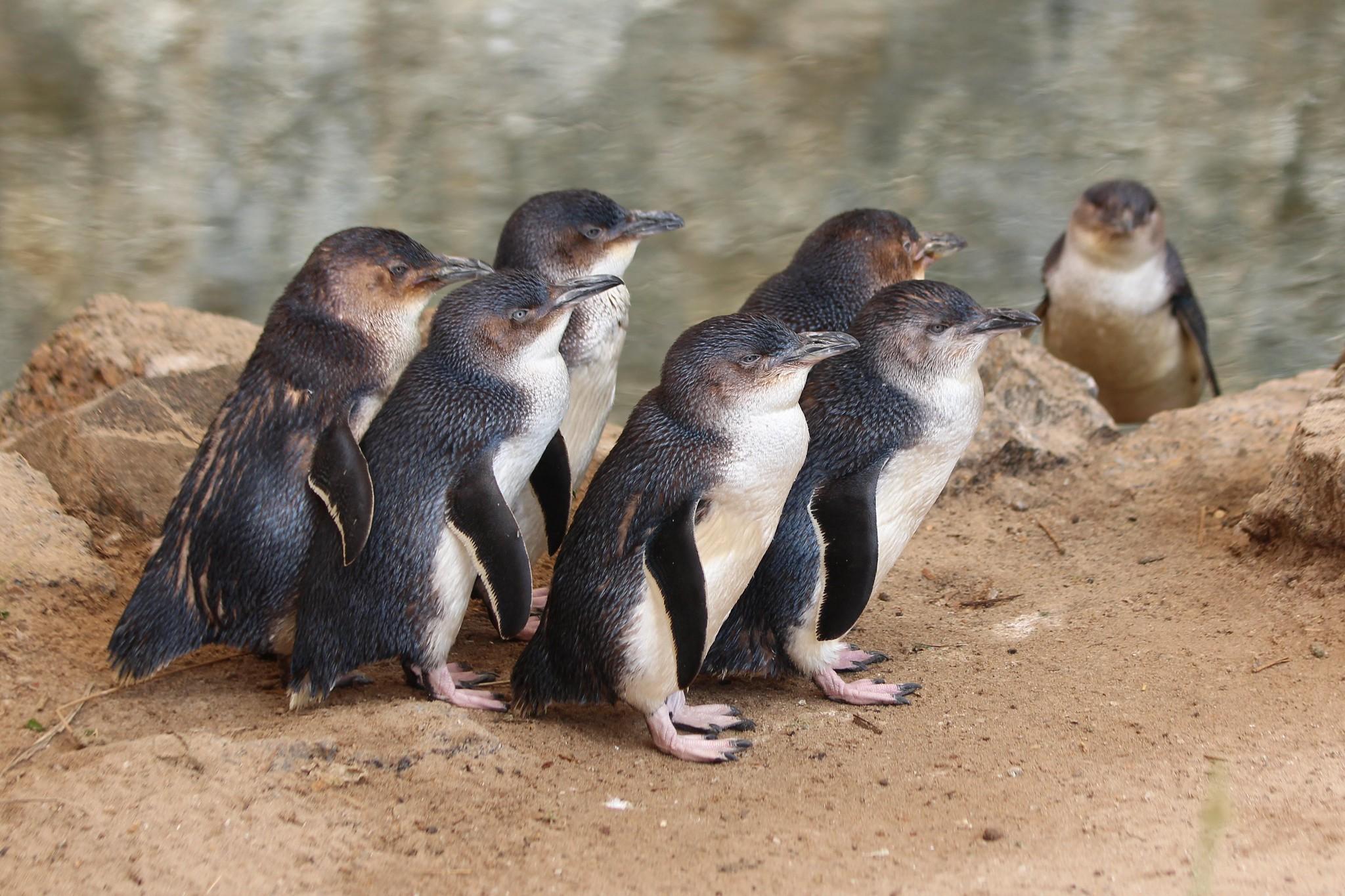Завезенные на австралийский остров тасманийские дьяволы погубили колонию пингвинов