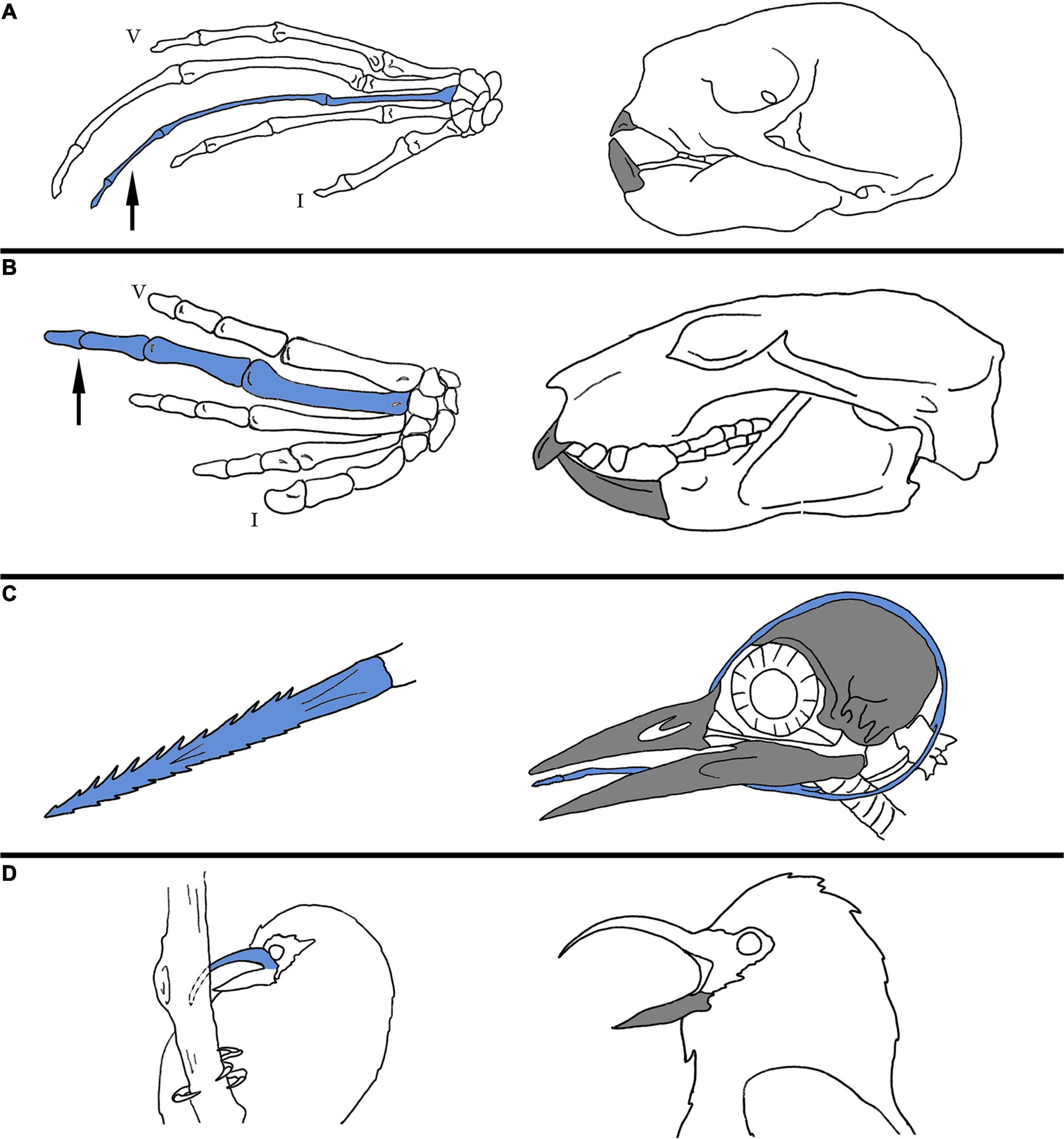 Палеонтологи объяснили функции необычных ног энанциорнисовых птиц из бирманского янтаря