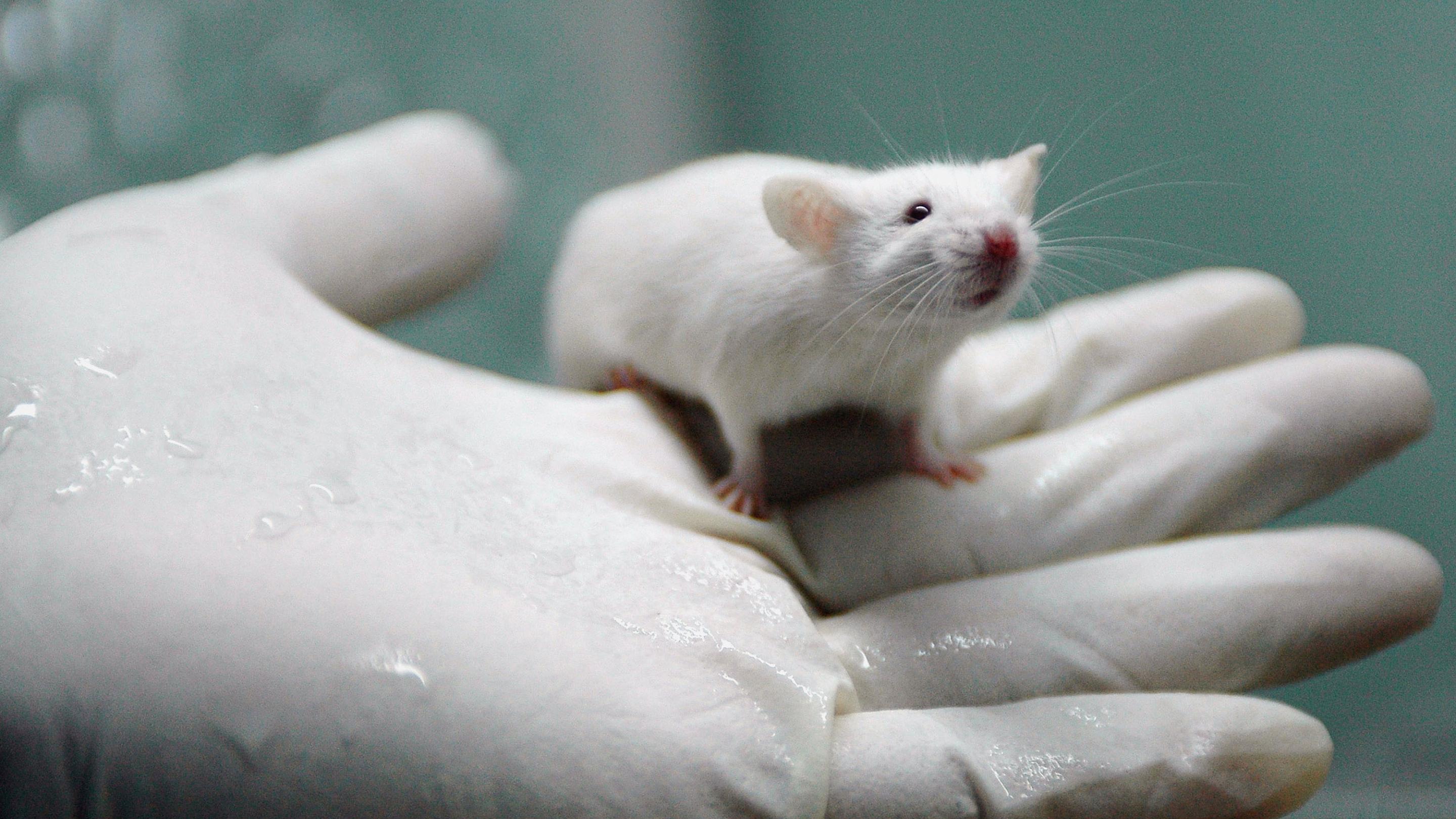 Самцы крыс дали потомство во время эксперимента китайских ученых