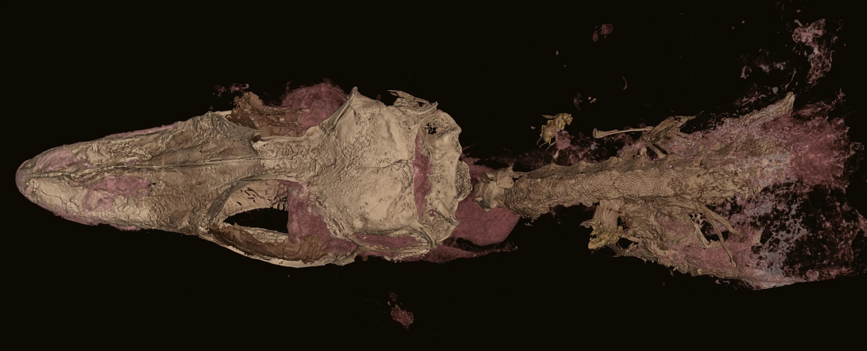 Зубастый «динозавр-колибри» оказался древней ящерицей