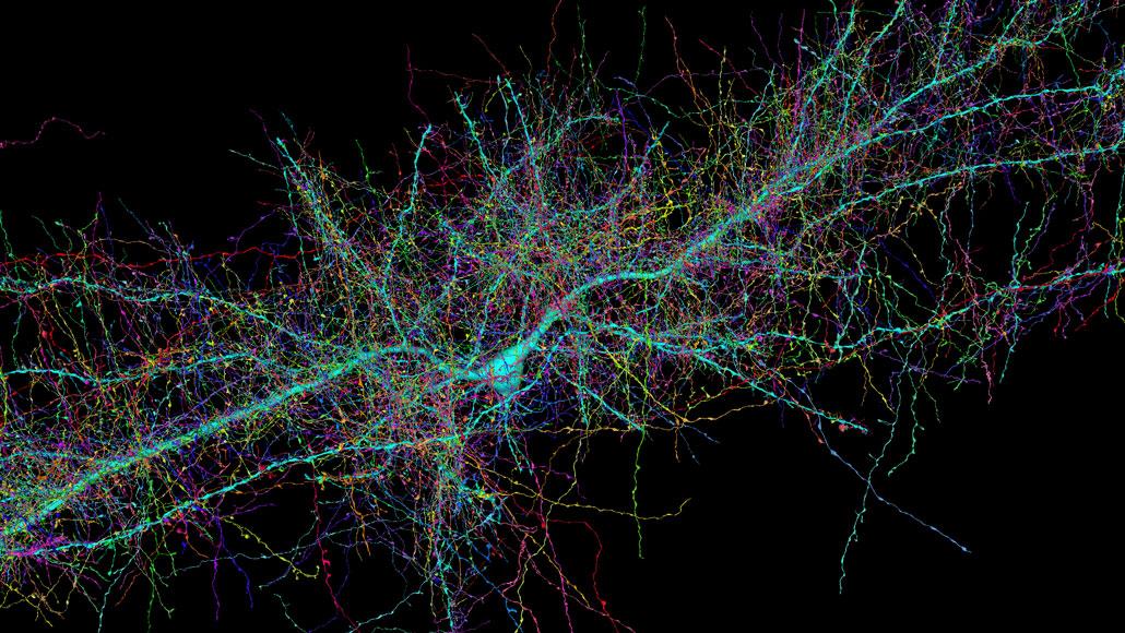 У человеческих нейронов нашли множественные контакты