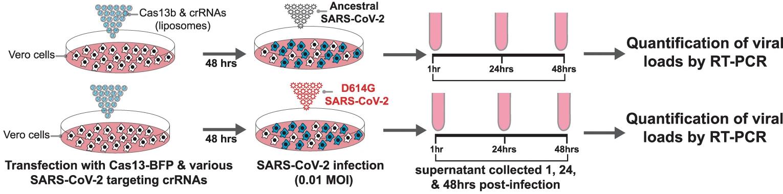 Cas 13. Miriyev et al. / Nature communications, 2017.