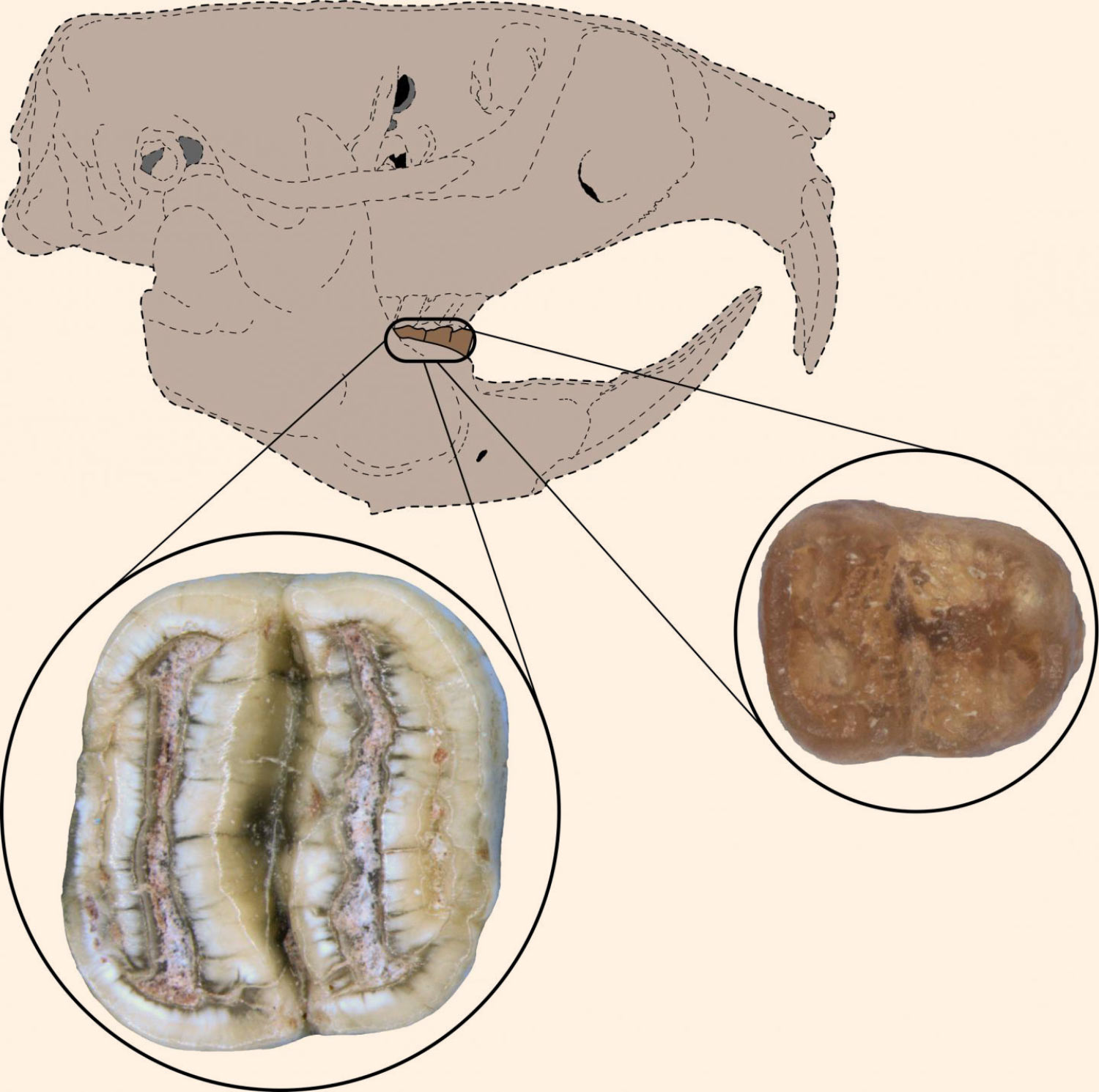 Ископаемые зубы указали на североамериканское происхождение «карибской мыши»