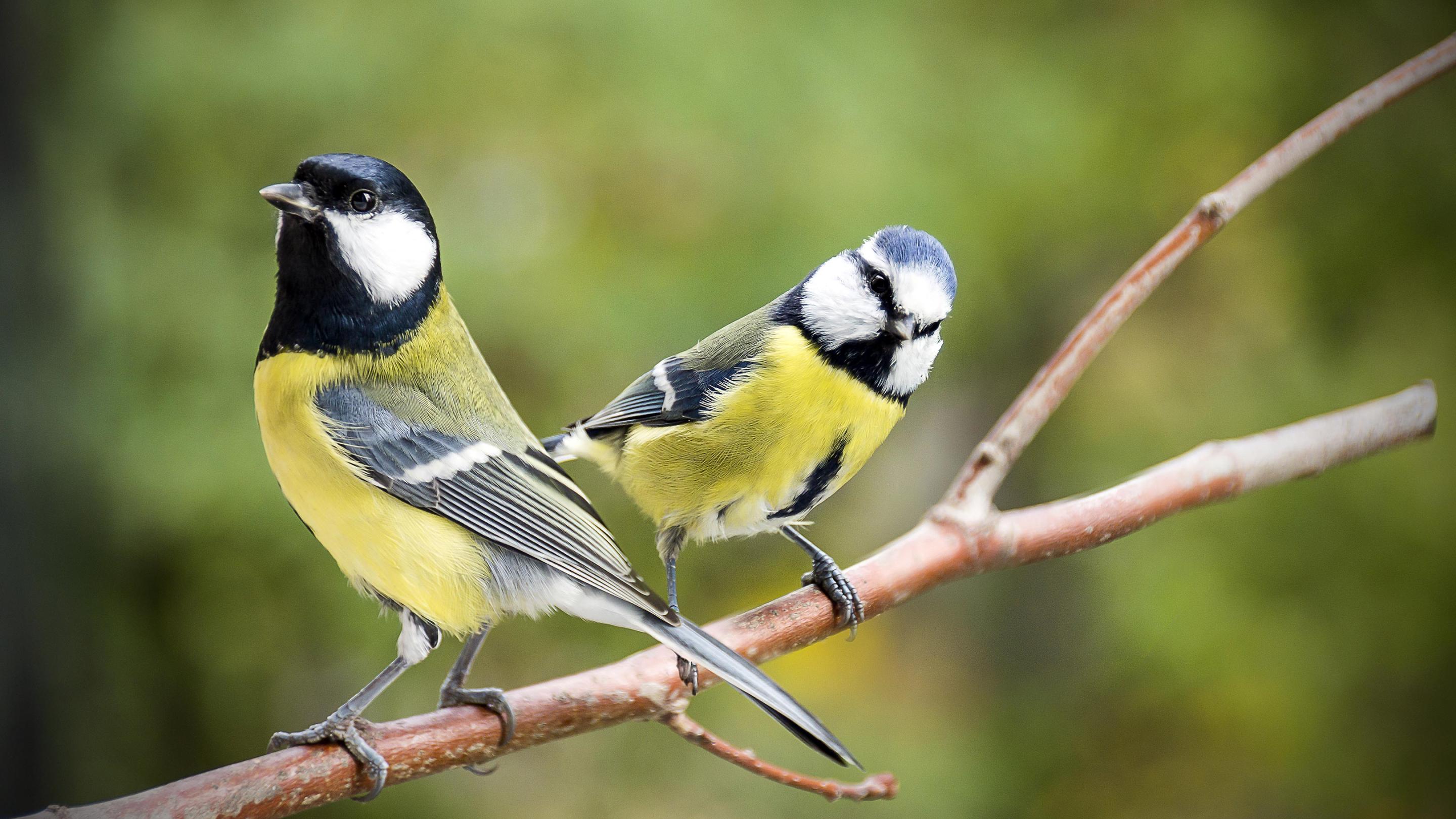 Птицы узнают друг у друга о неправильной еде