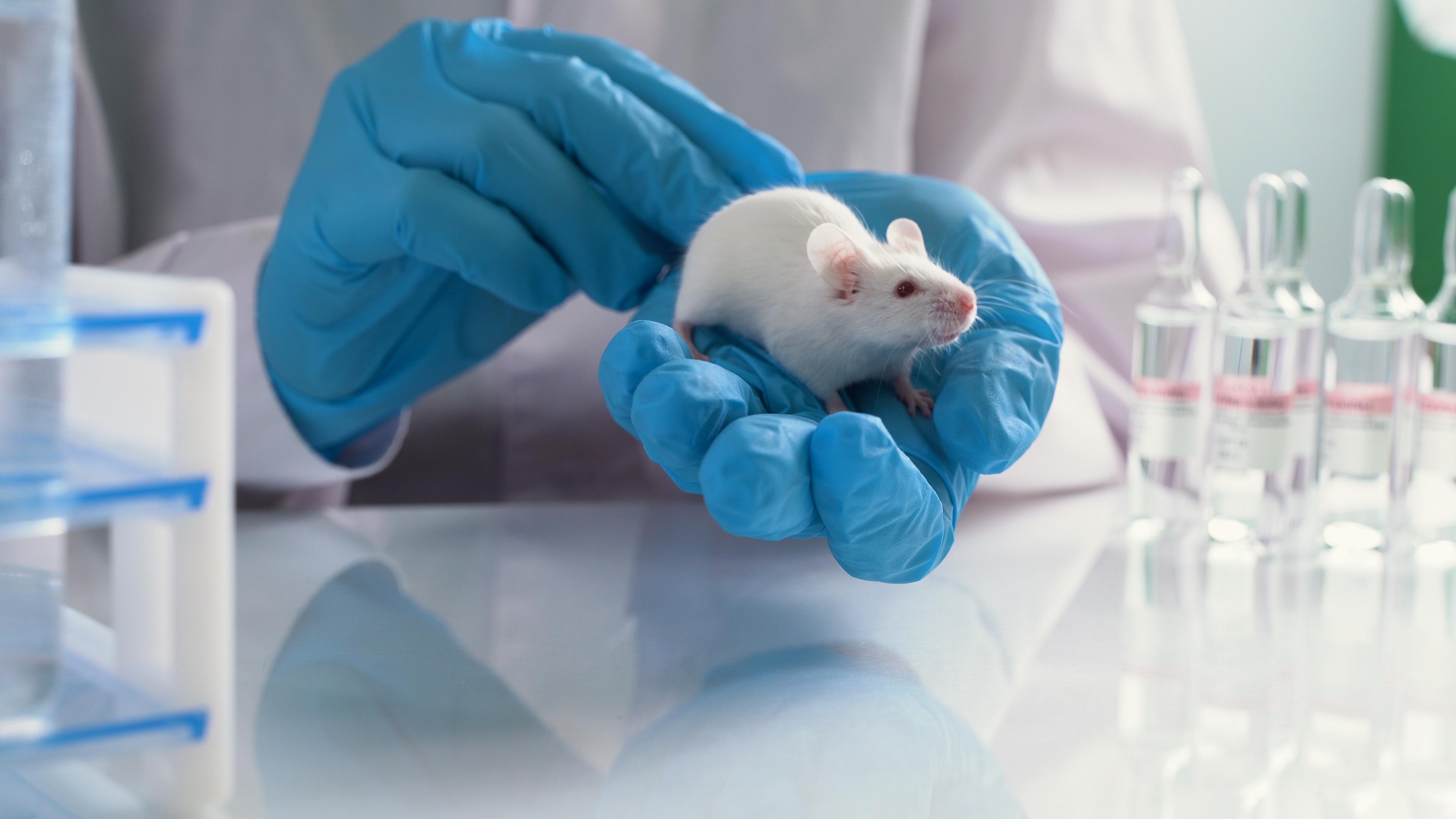 Мыши оказались способны контролировать содержание дофамина в мозге