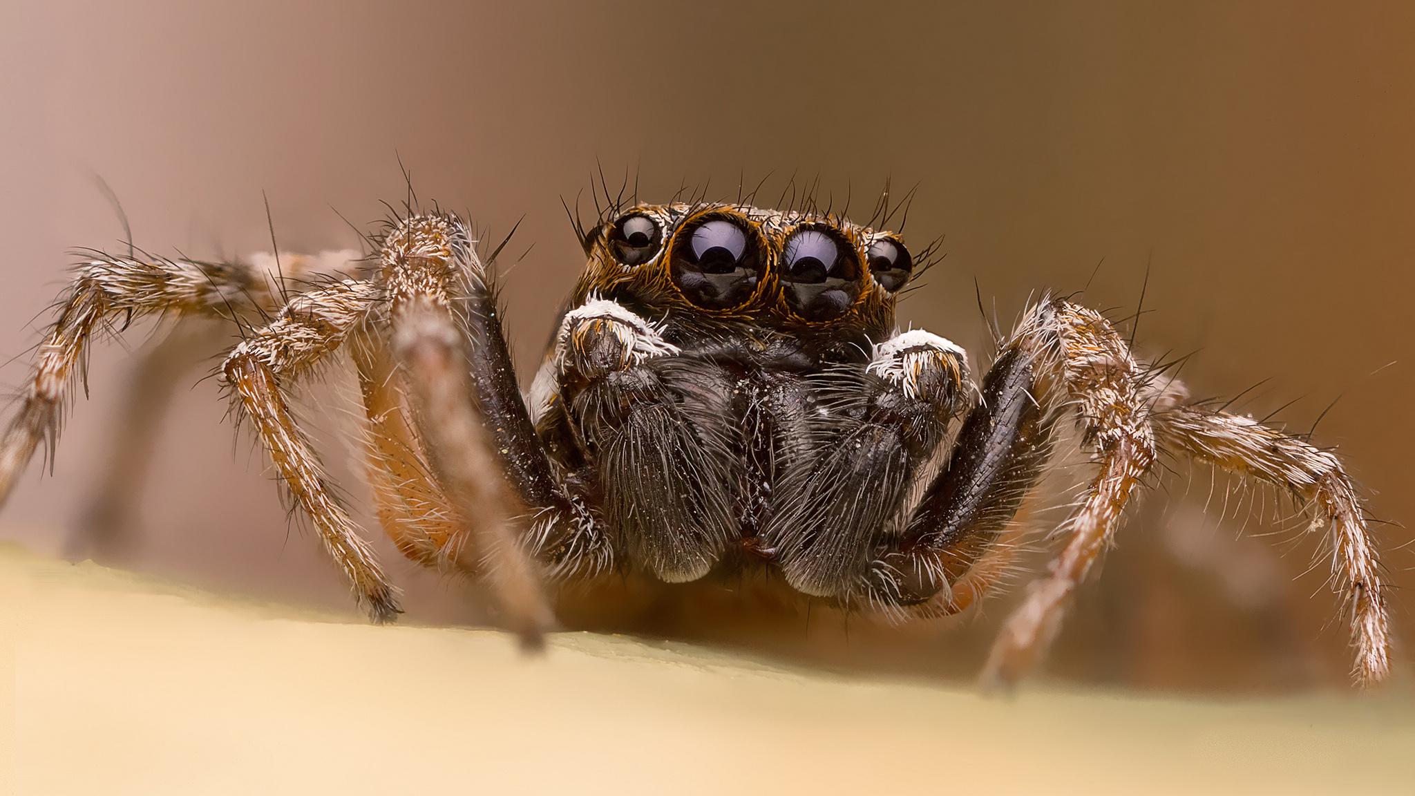 Скакунчики узнали пауков в движущихся силуэтах из точек