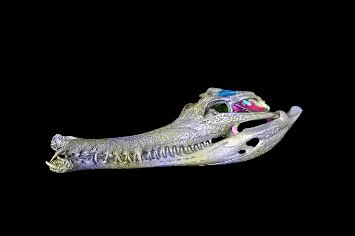 Ученые впервые описали все структуры мозговой коробки крокодила, изучив более 70 их 3D-моделей