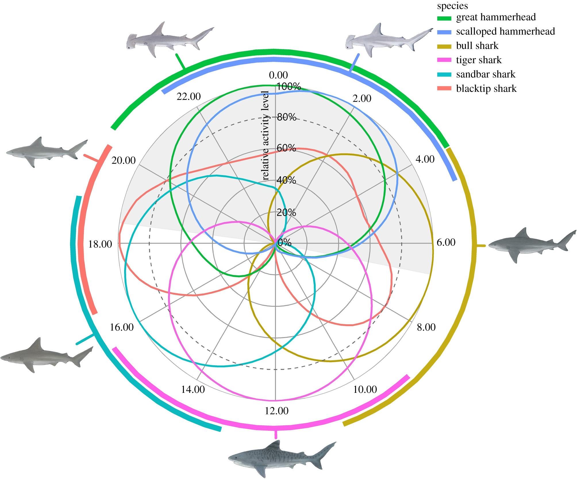 Пять видов акул предпочли не пересекаться на охоте и стали питаться в разное время суток