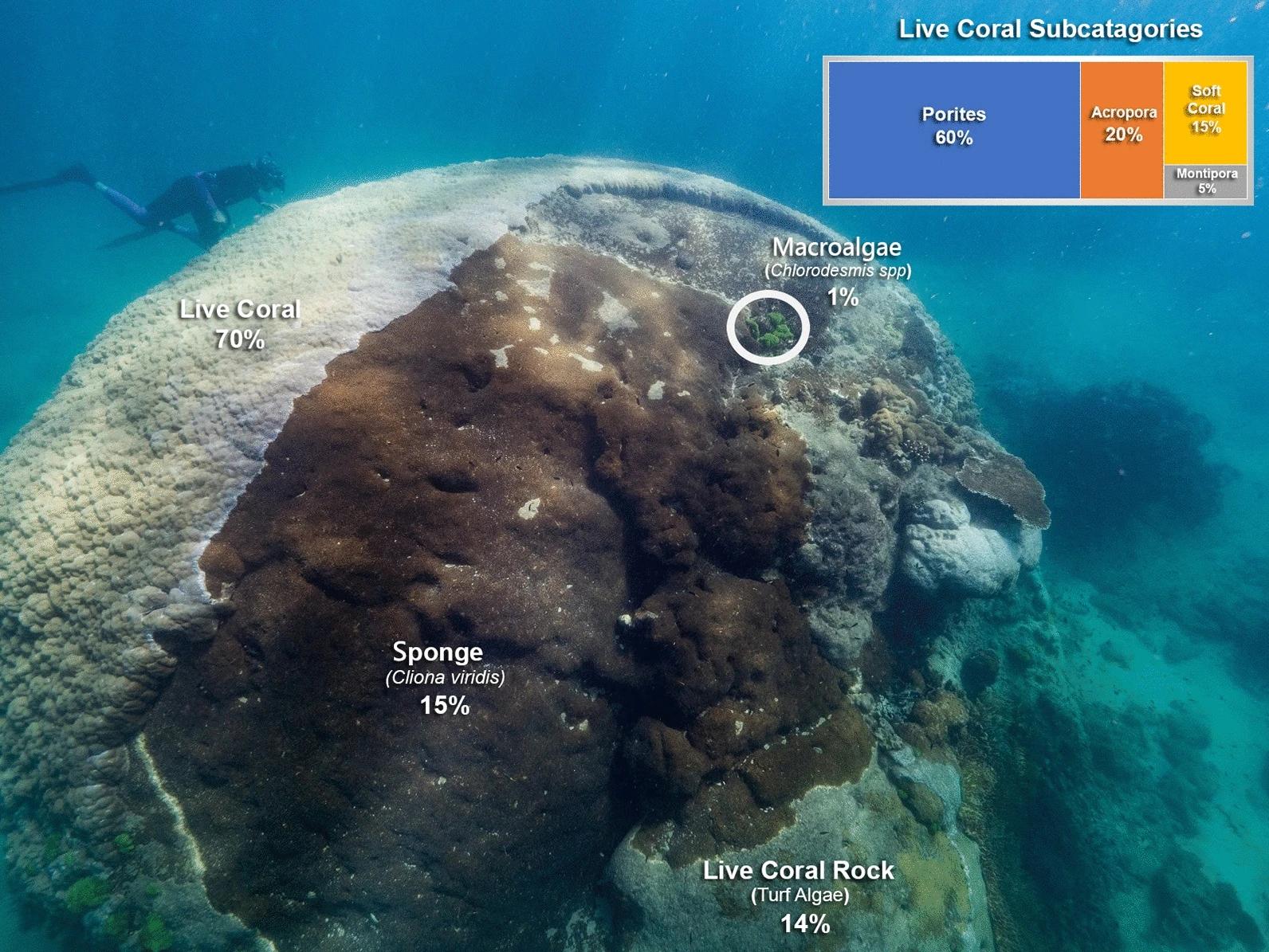 Обнаружен самый большой по ширине коралл из когда-либо найденных в Большом Барьерном рифе