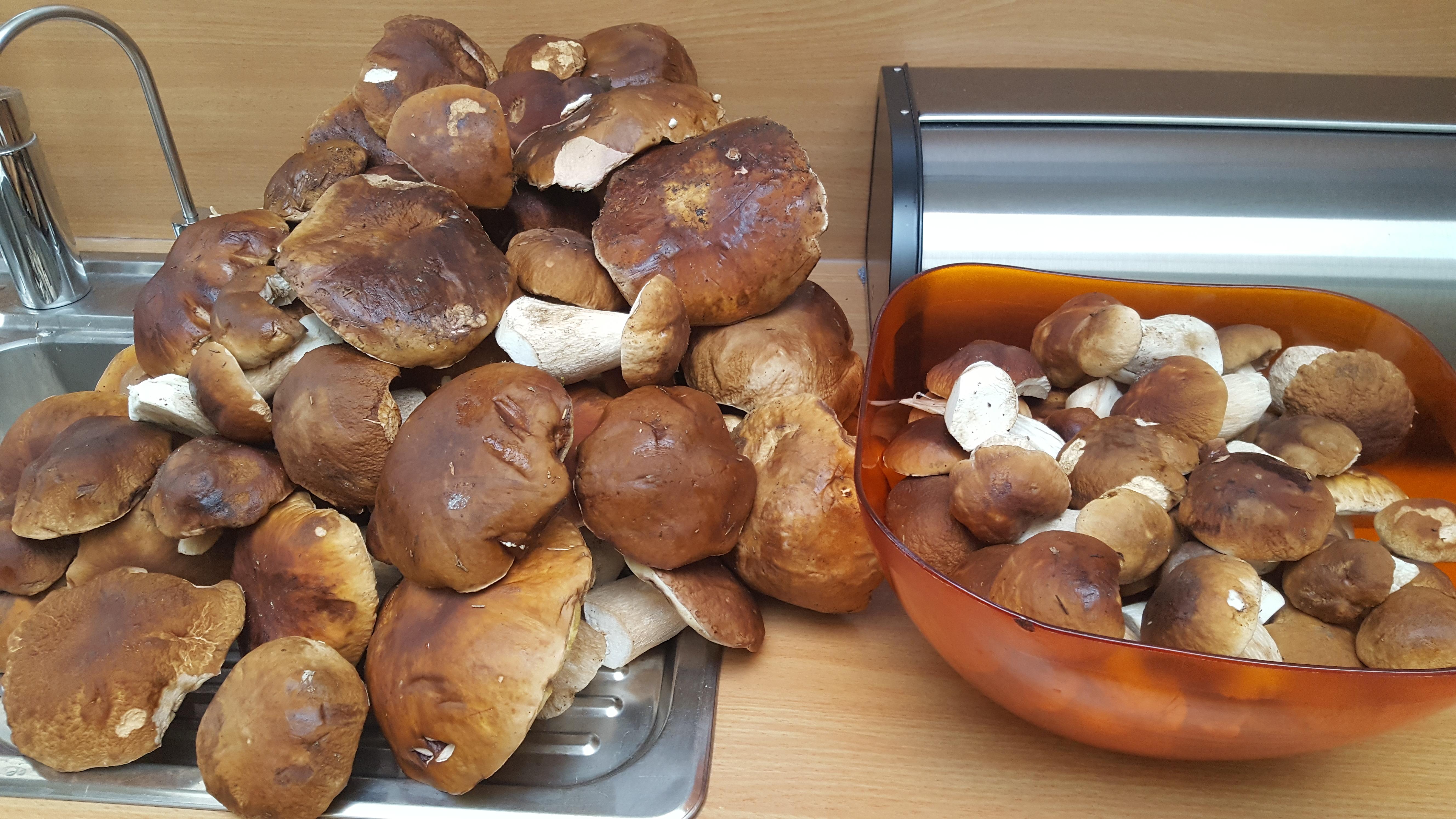 В продуктах с дикорастущими грибами обнаружили культивируемые и потенциально ядовитые грибы