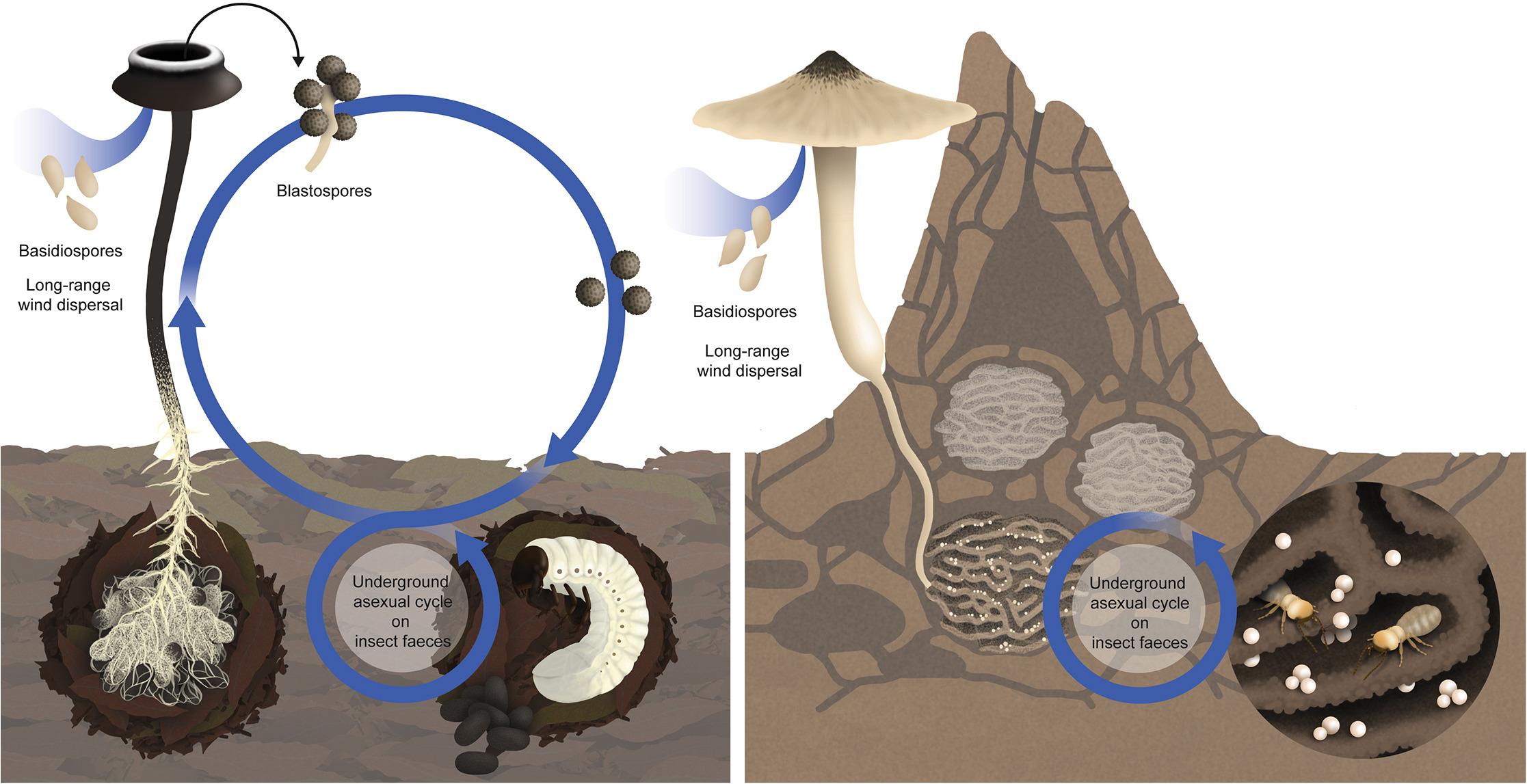 Предка выращиваемых термитами грибов заподозрили в предрасположенности к одомашниванию
